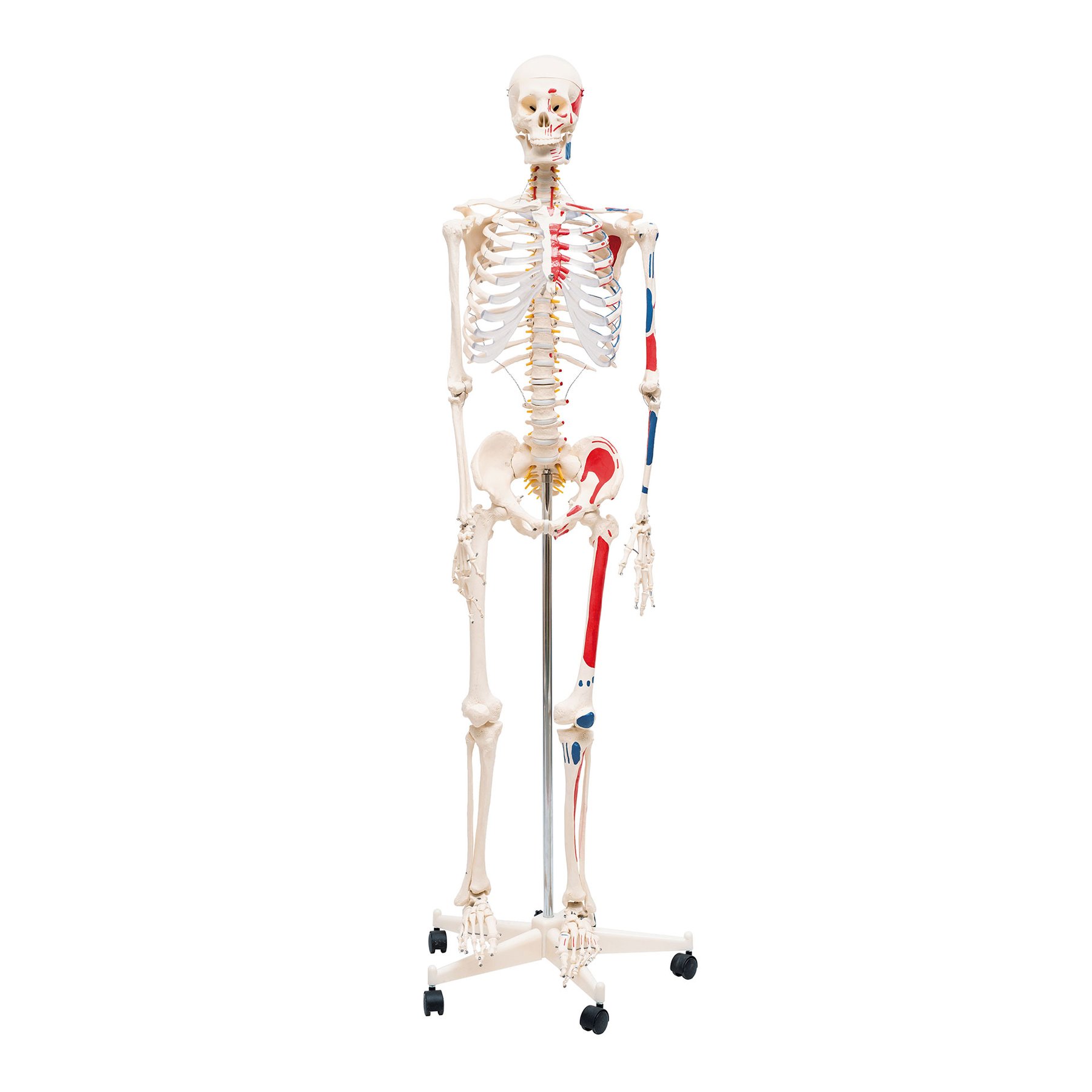 Nowa Szkola Human skeleton, with marked muscles, 170 cm