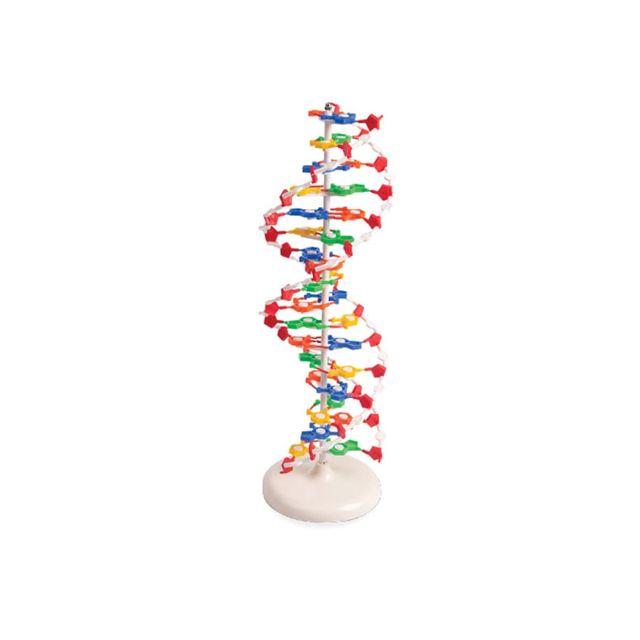 Nowa Szkola DNA model, 12 x 12 x 46 cm