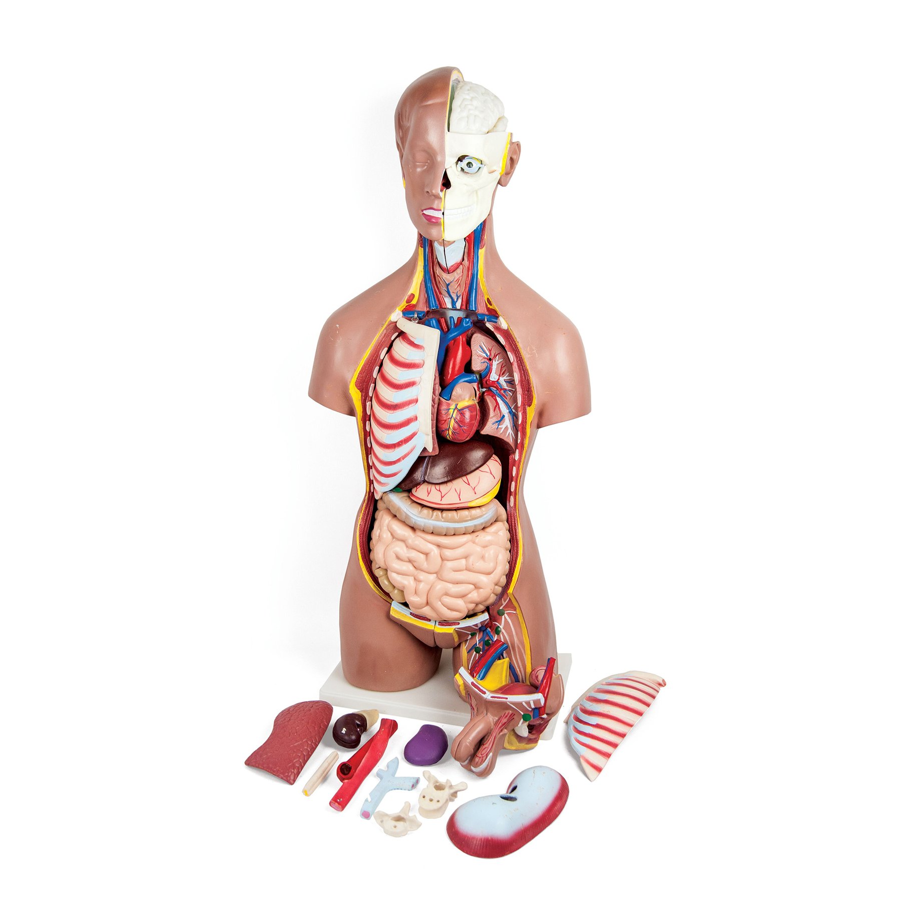 Gelsonlab Human Torso Model, 44 parts