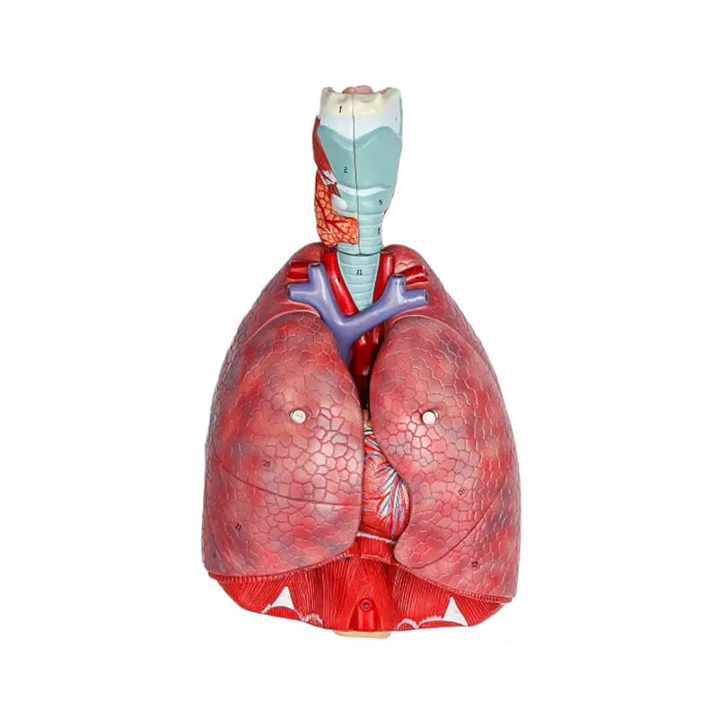 Gelsonlab Chest Model, 7 parts
