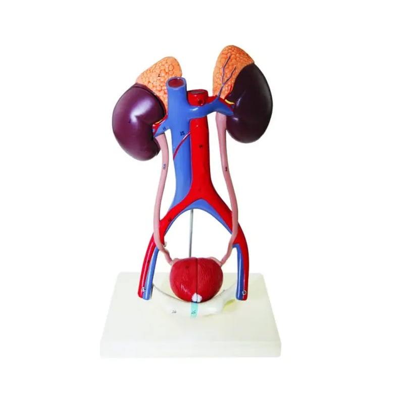 Gelsonlab Model of the excretory system