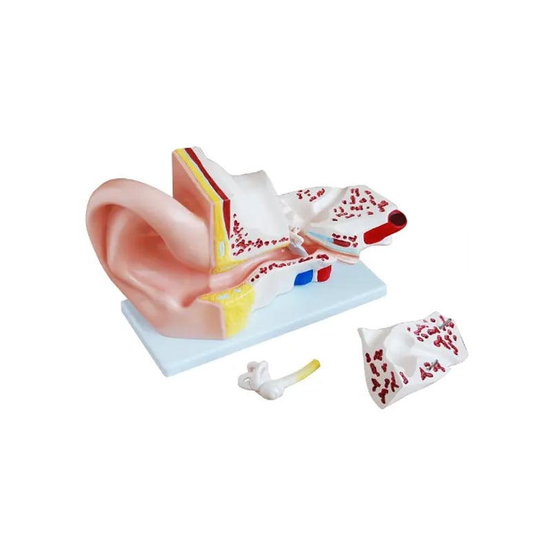 Gelsonlab Human Ear Model, 4 parts