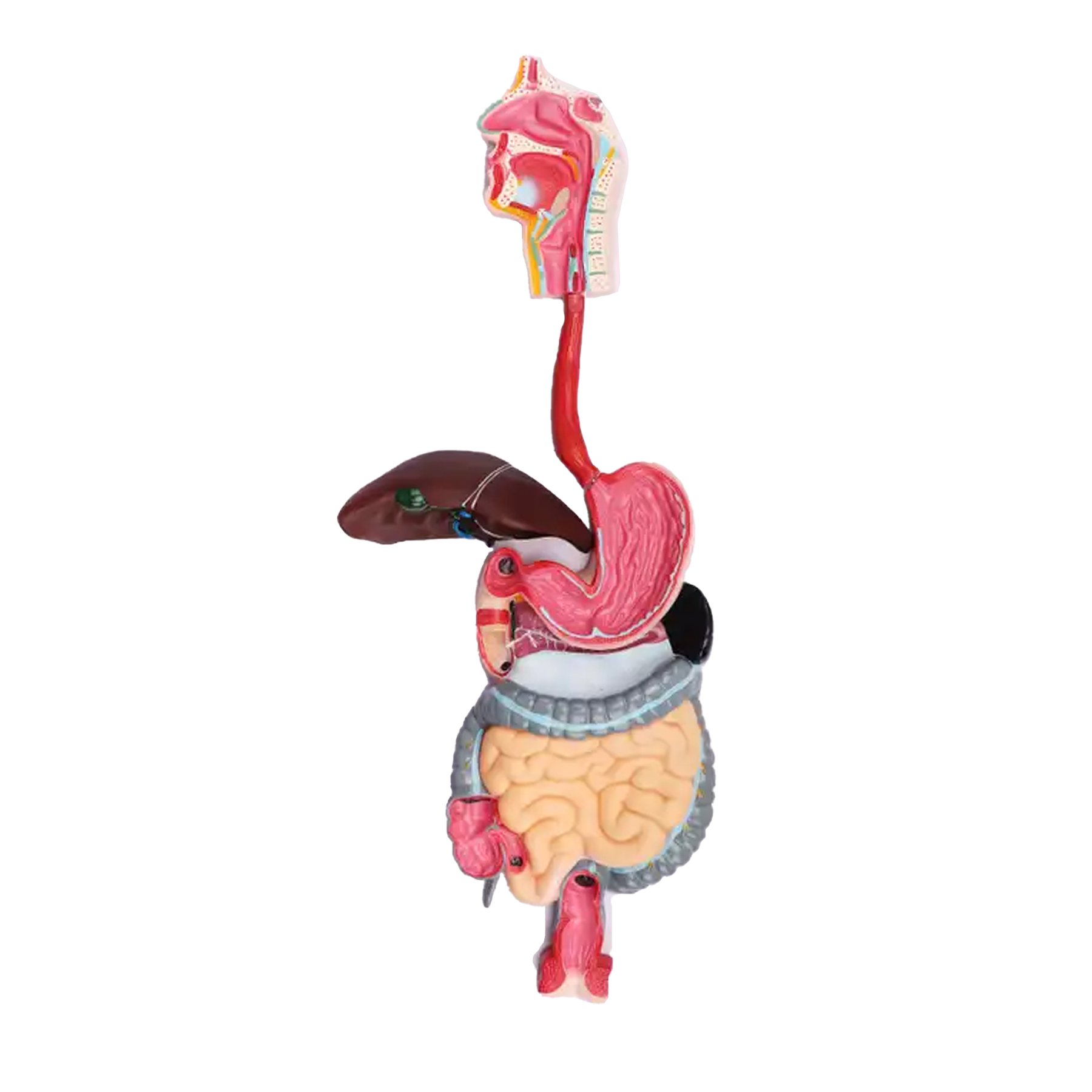 Gelsonlab Digestive system model