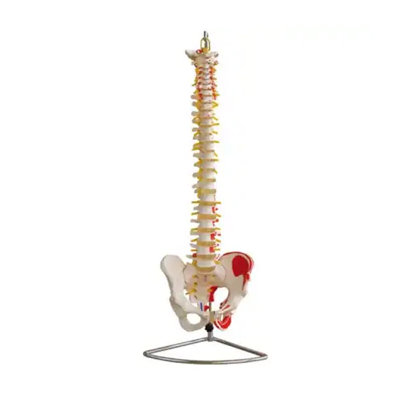 Gelsonlab Model of the spine