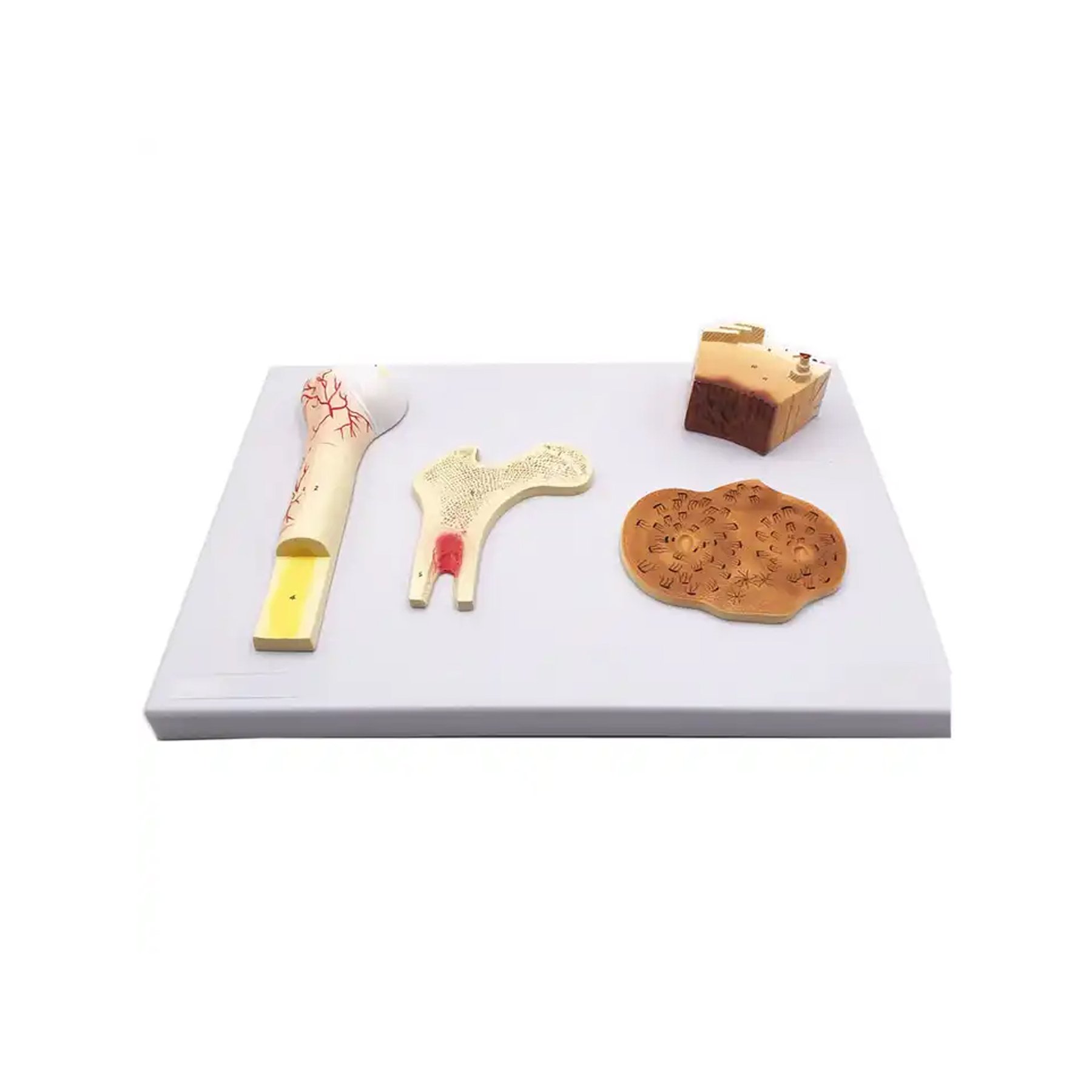Gelsonlab Bone structure model