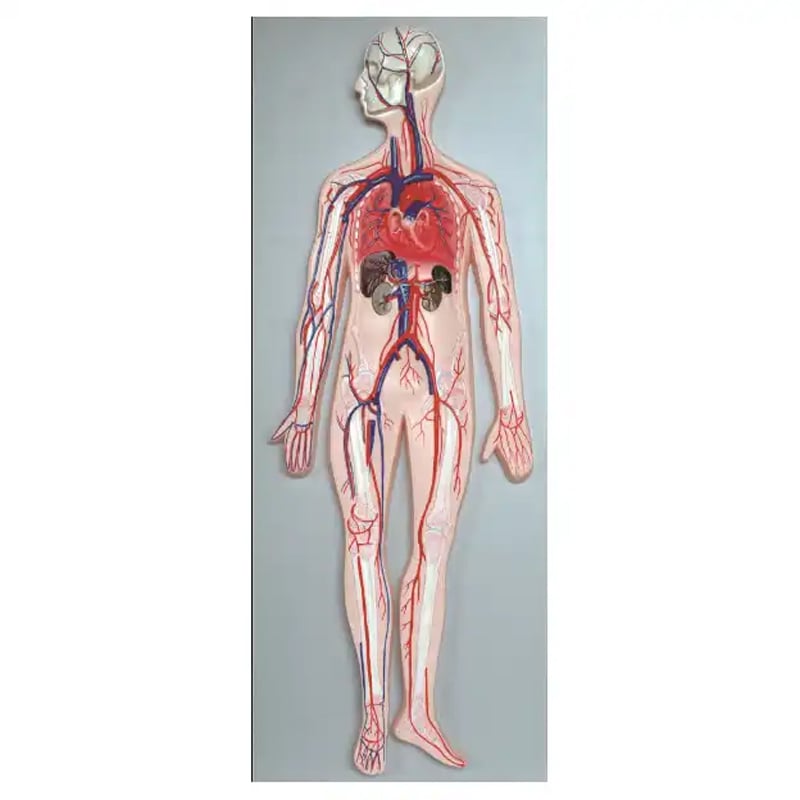 Gelsonlab Blood Circulatory System Model