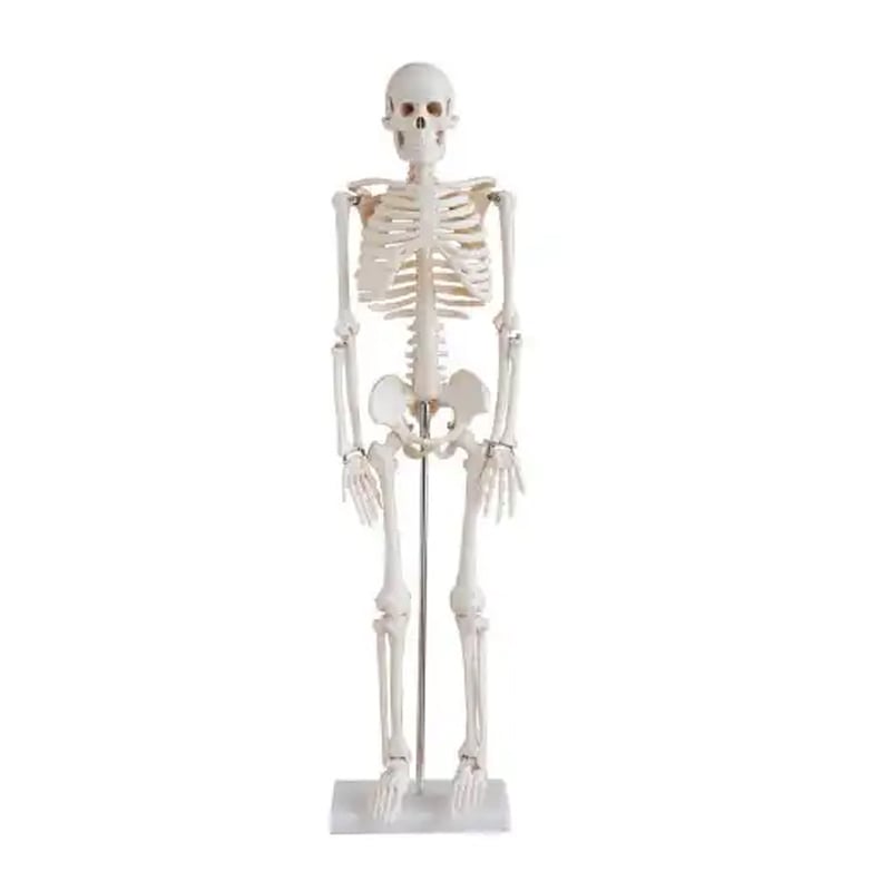 Gelsonlab Human skeleton, 80 cm