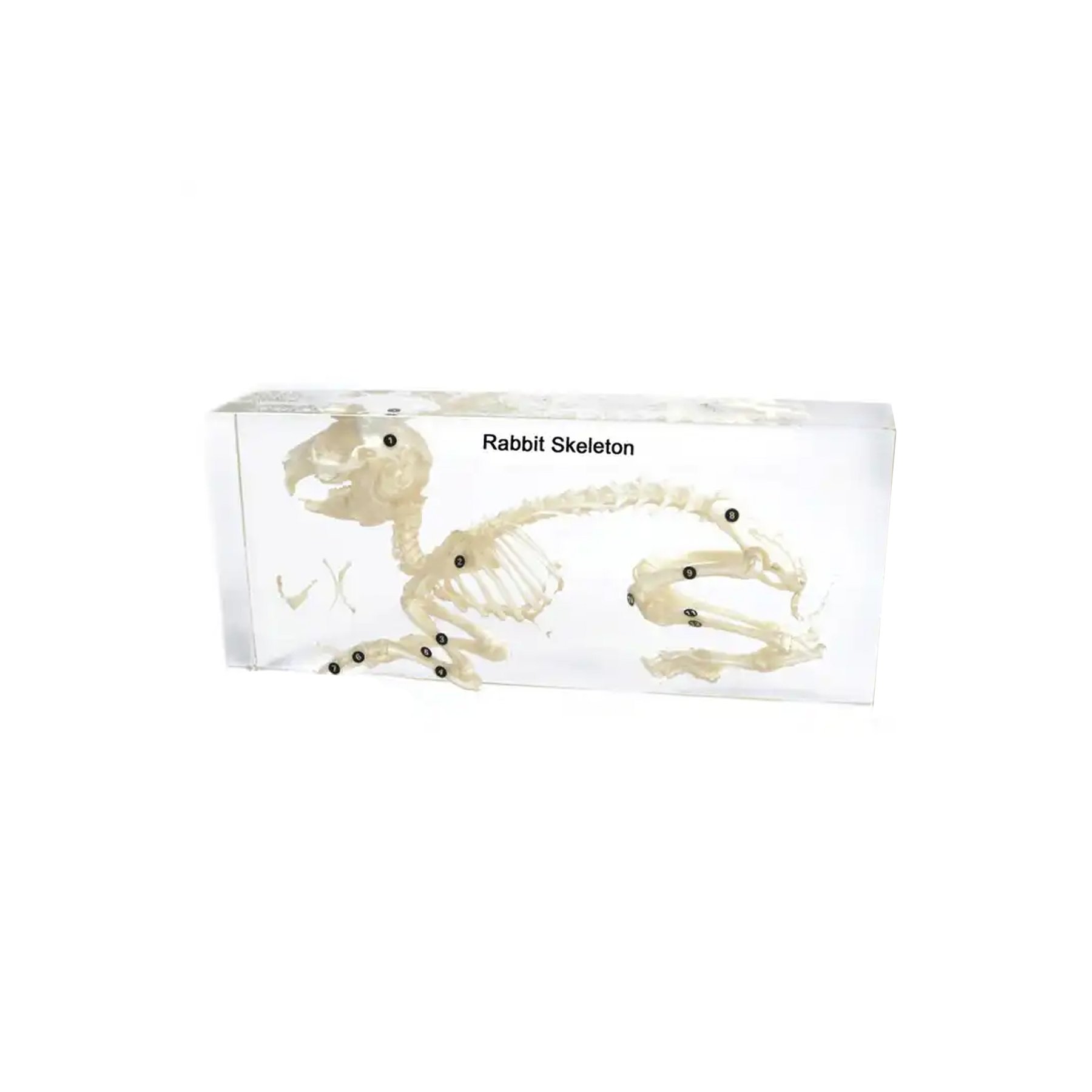 Gelsonlab Rabbit skeleton