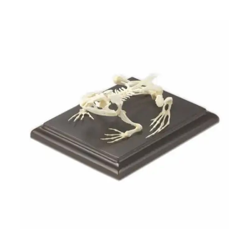 Gelsonlab Frog skeleton