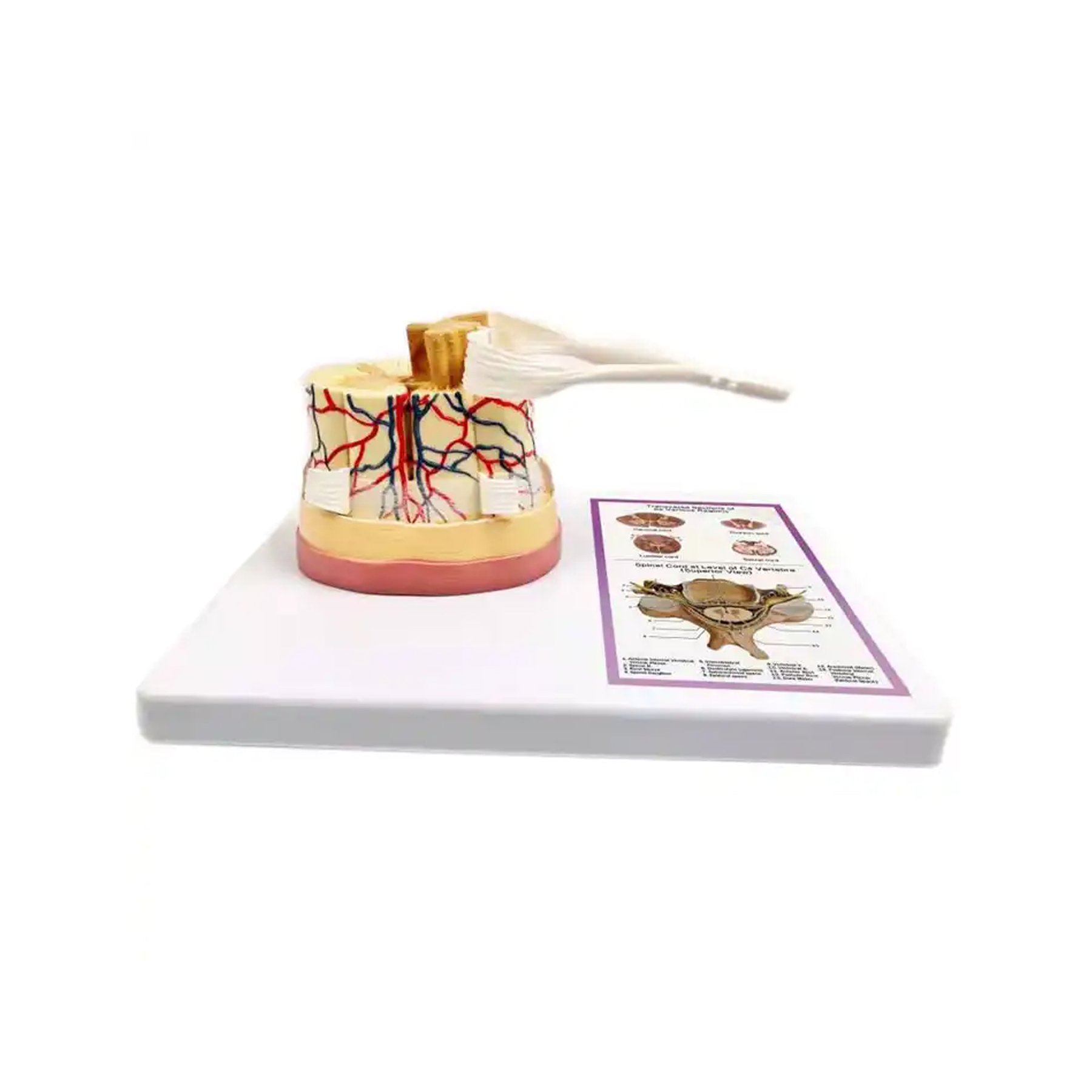 Gelsonlab Spinal cord model