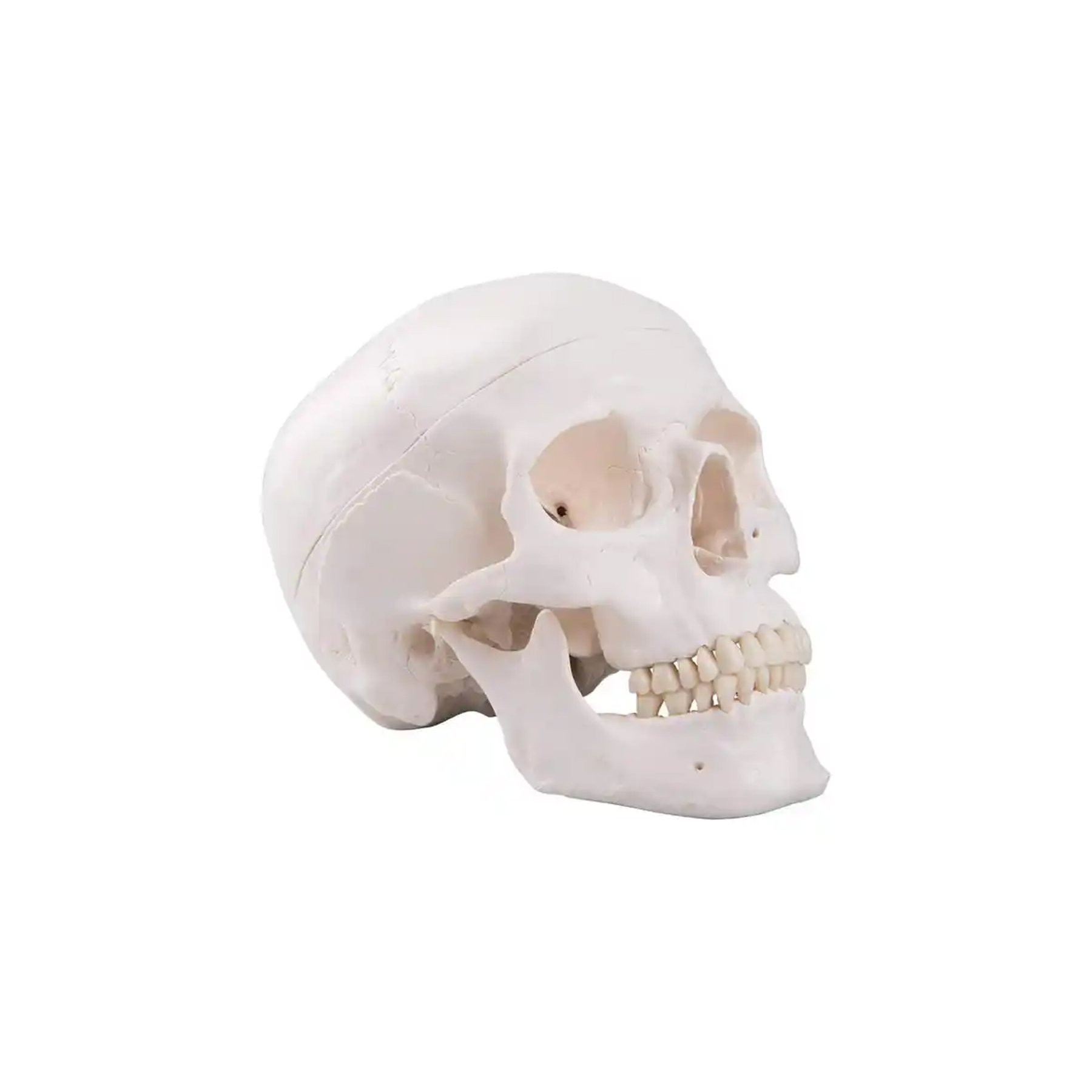 Gelsonlab Human skull model