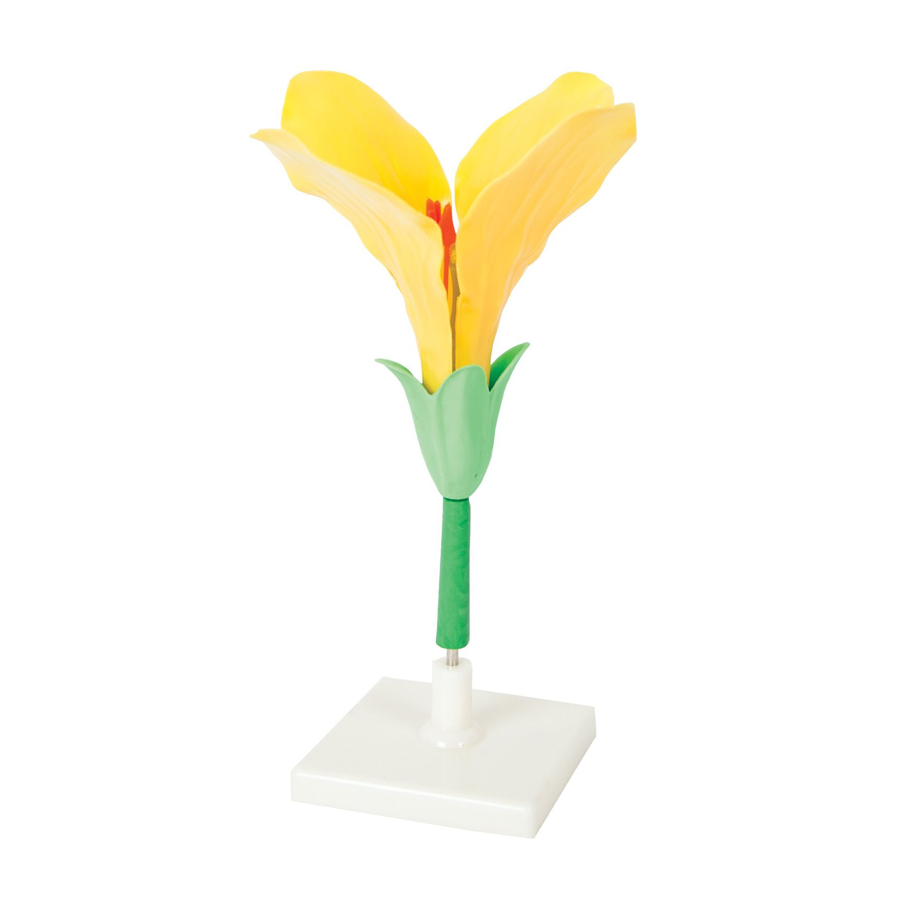 Gelsonlab Flower model