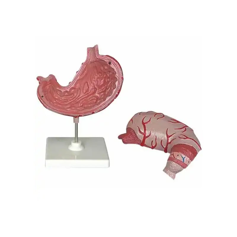 Gelsonlab Stomach model, 2 parts
