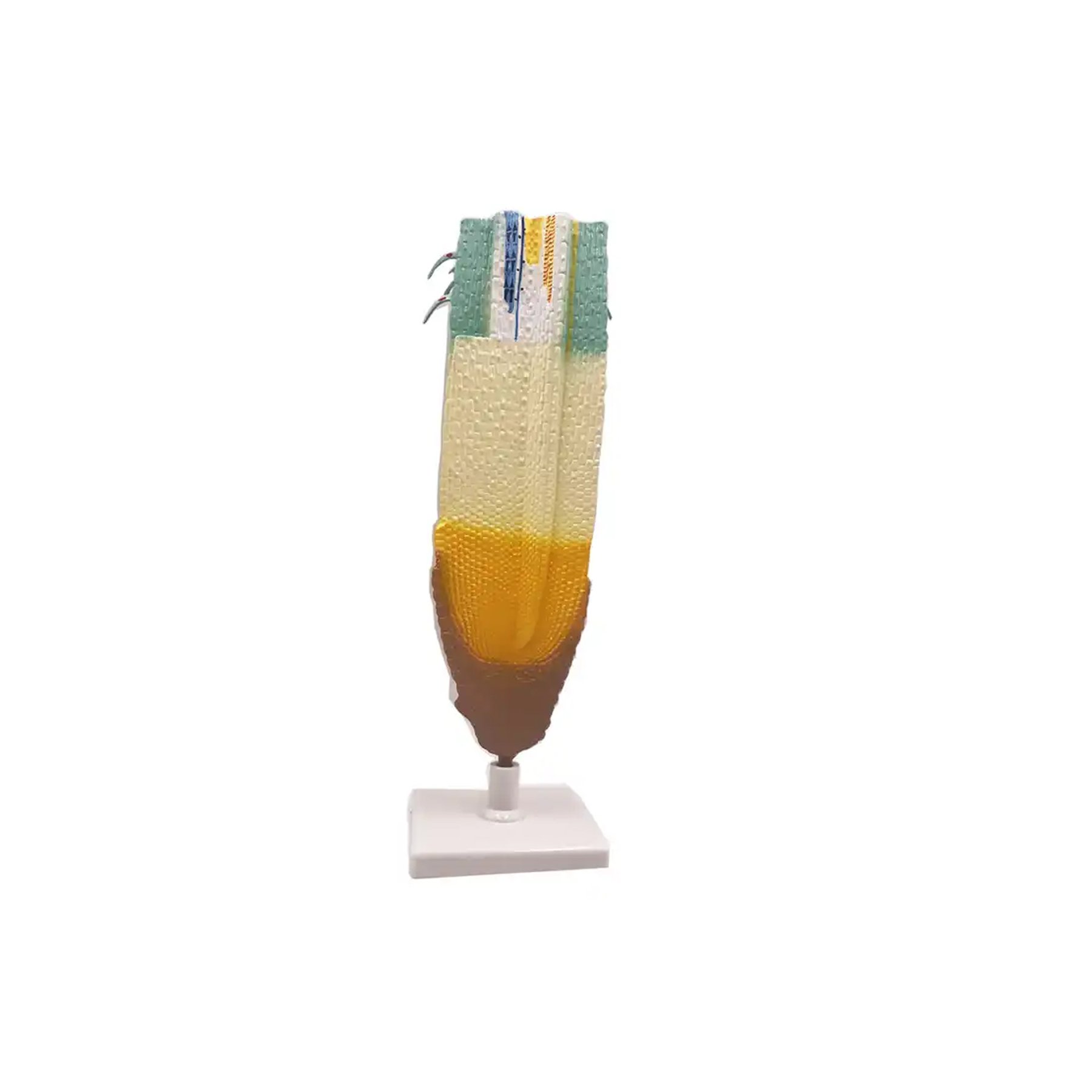 Gelsonlab Root model