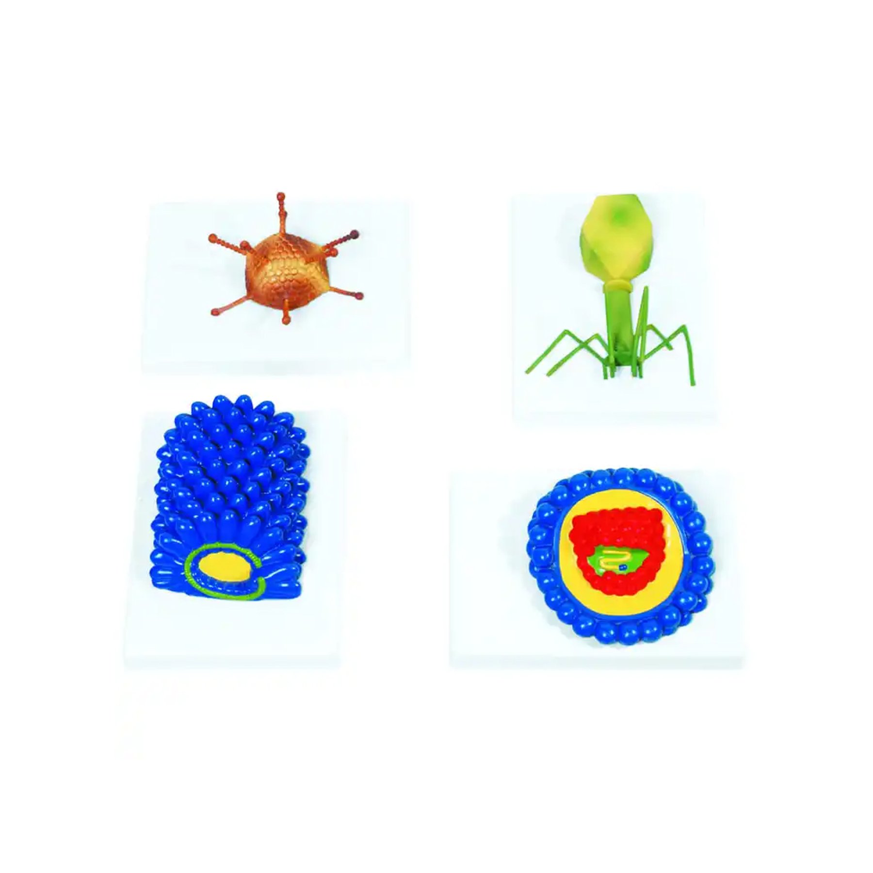 Gelsonlab Virus model, 4 types