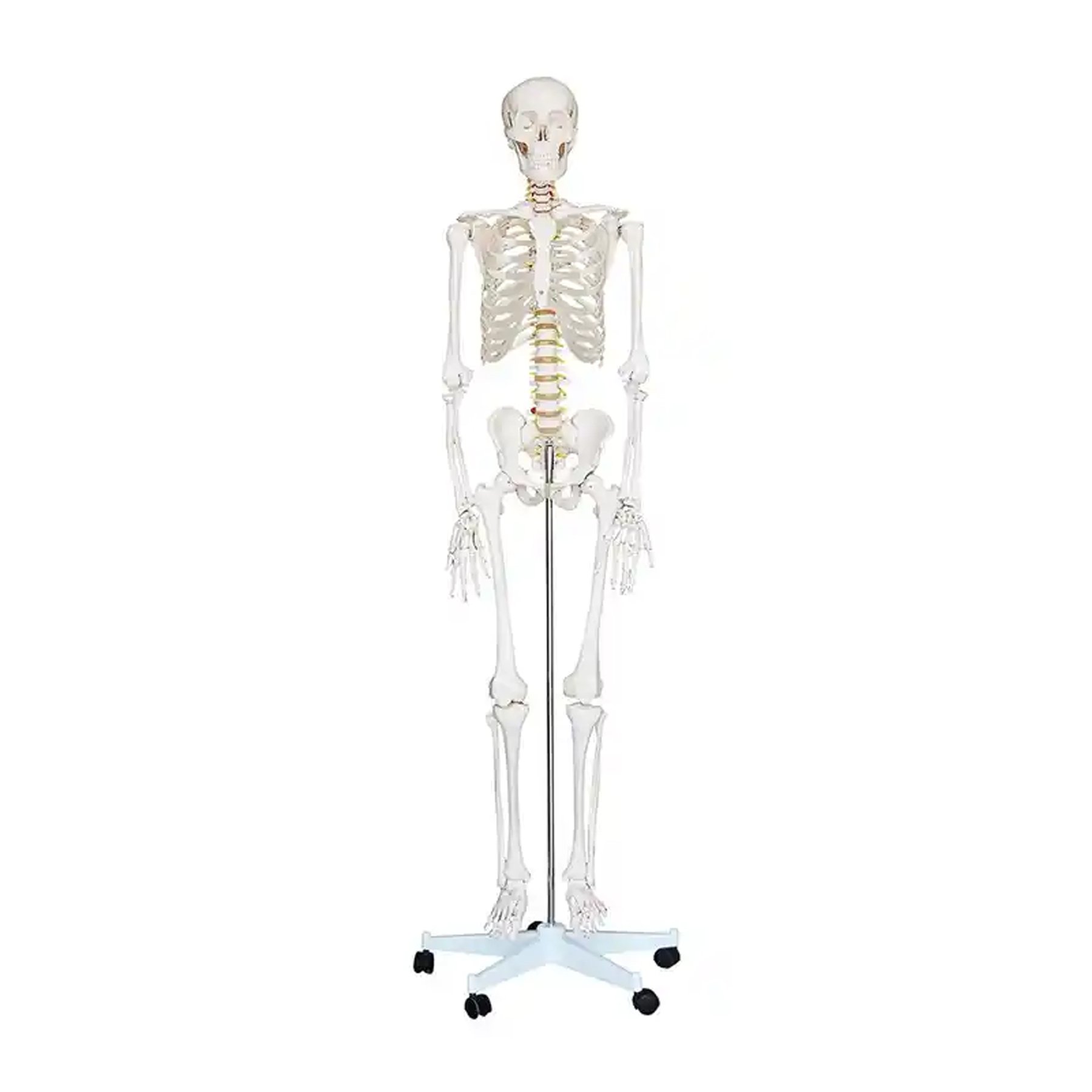 Gelsonlab Human skeleton, on wheels, 180 cm