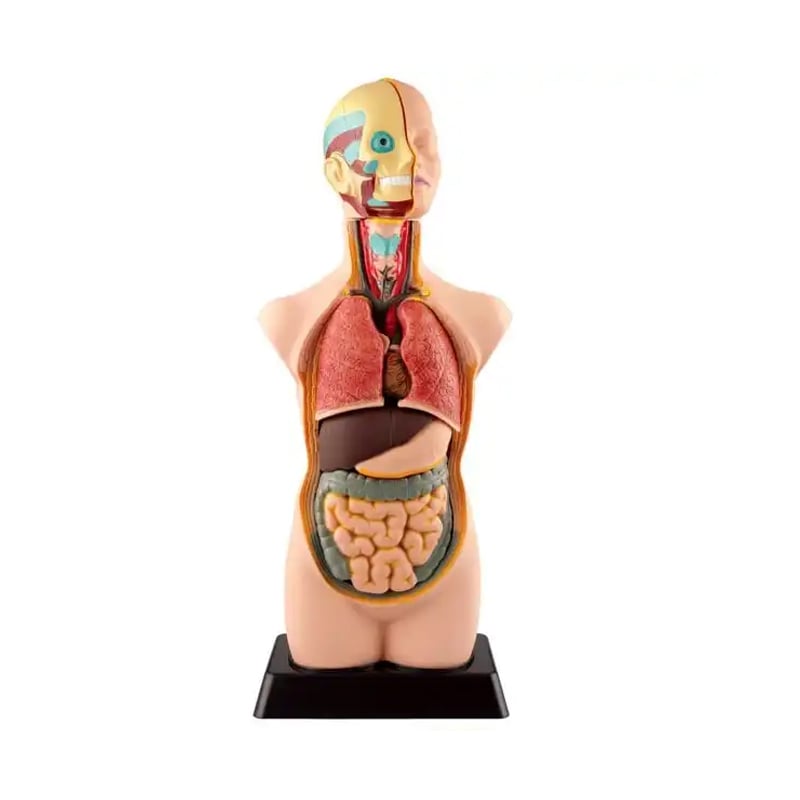 Gelsonlab Torso model, 50 cm, 11 parts