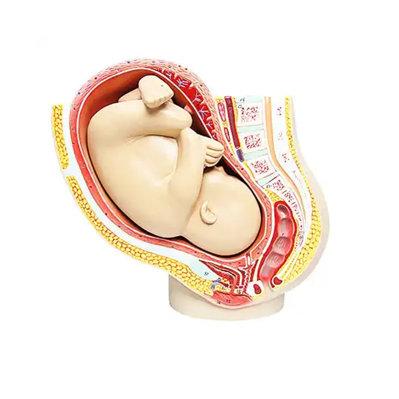 Gelsonlab Pregnant pelvis model