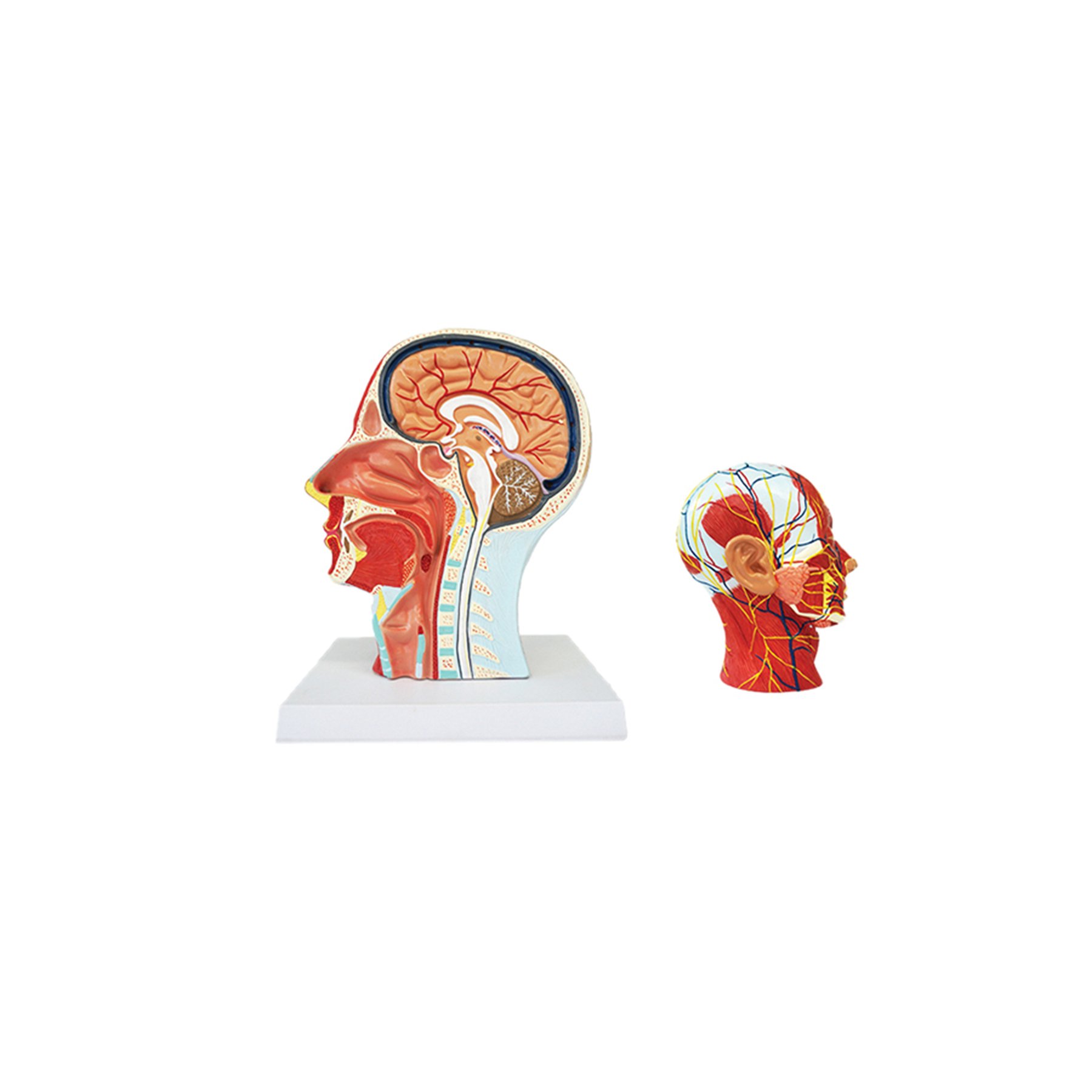 Gelsonlab Head model, muscle & vascular section