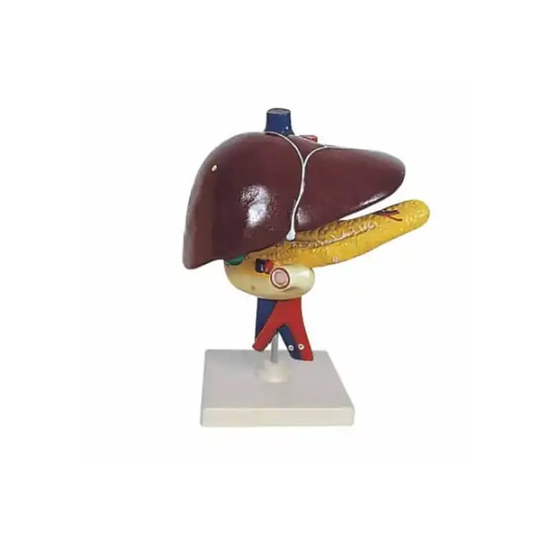 Gelsonlab Model of liver, pancreas and duodenum