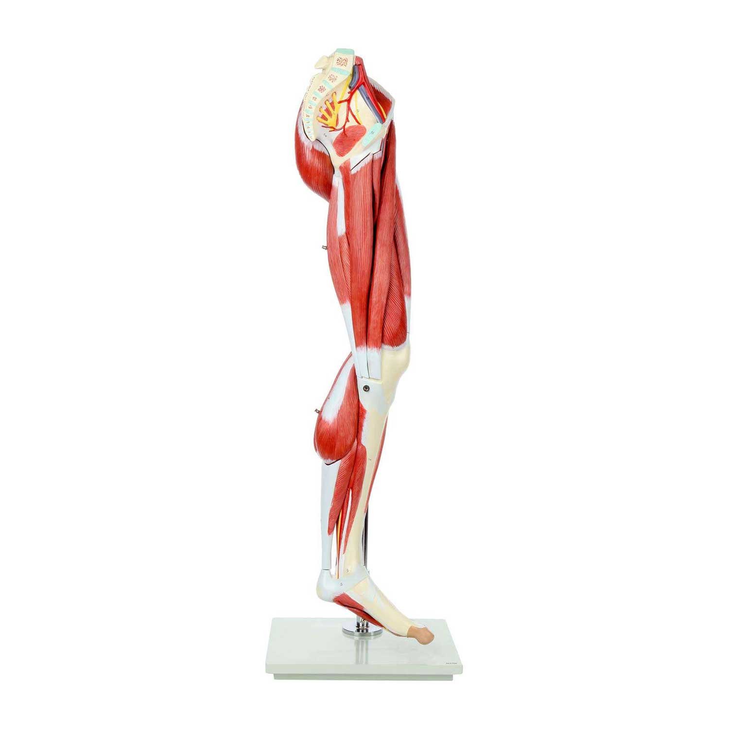 Gelsonlab Leg muscle system model