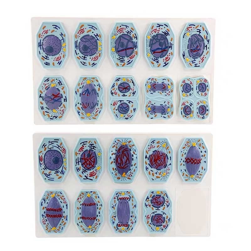 Gelsonlab Demonstration kit Meiosis & Mitosis