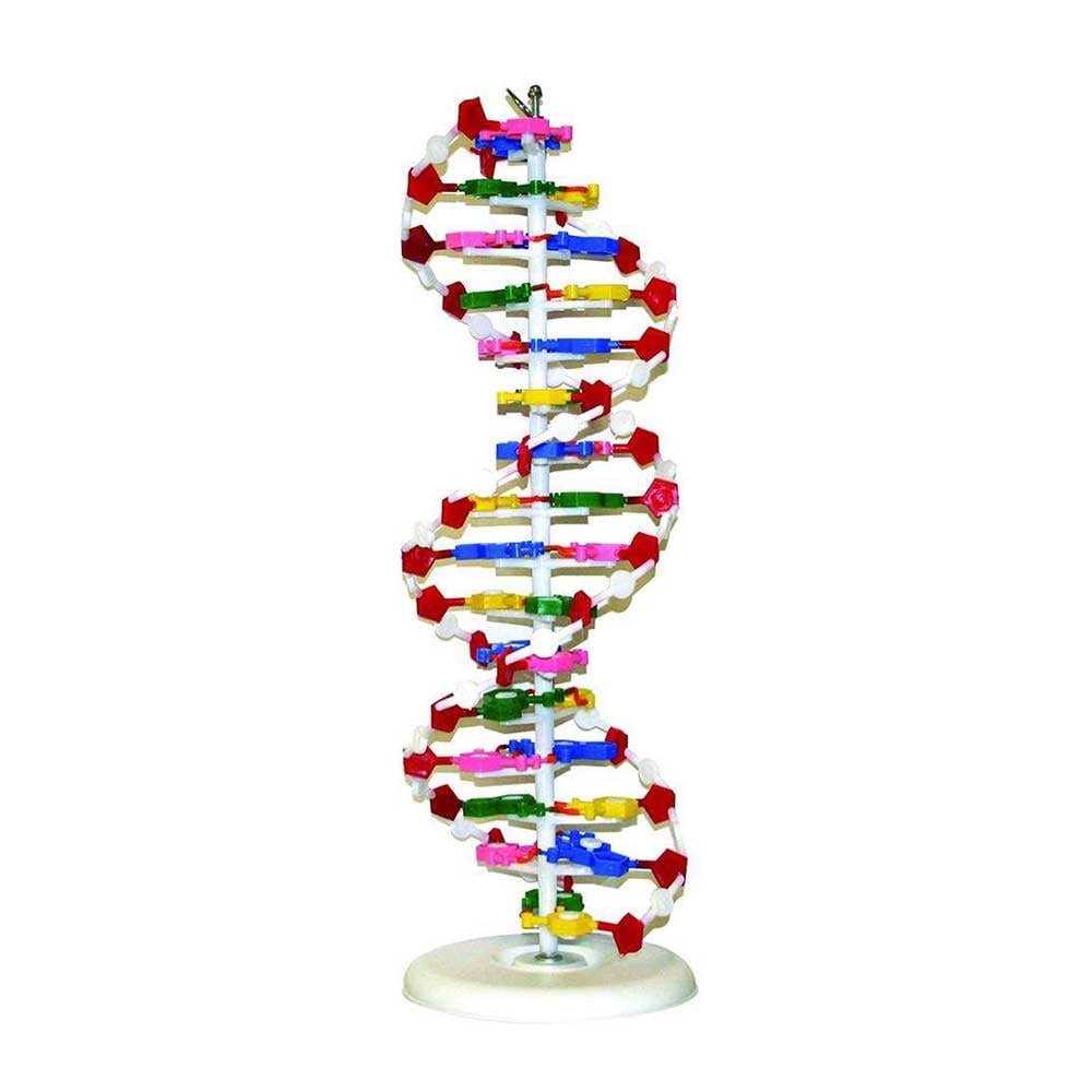 Gelsonlab DNA model, 12 x 12 x 46 cm