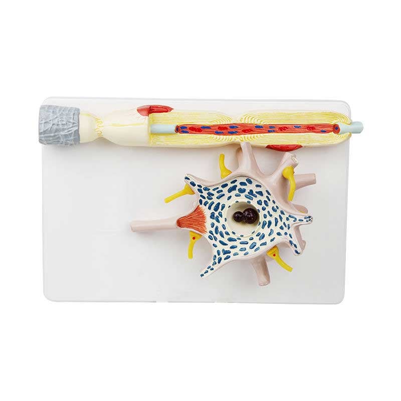 Gelsonlab Neuron model