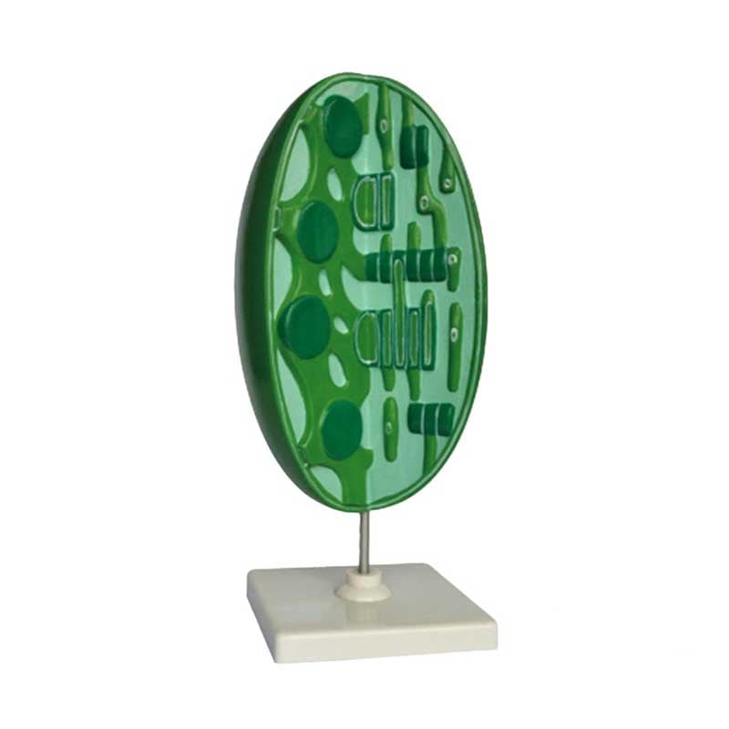 Gelsonlab Chloroplast model, 3D