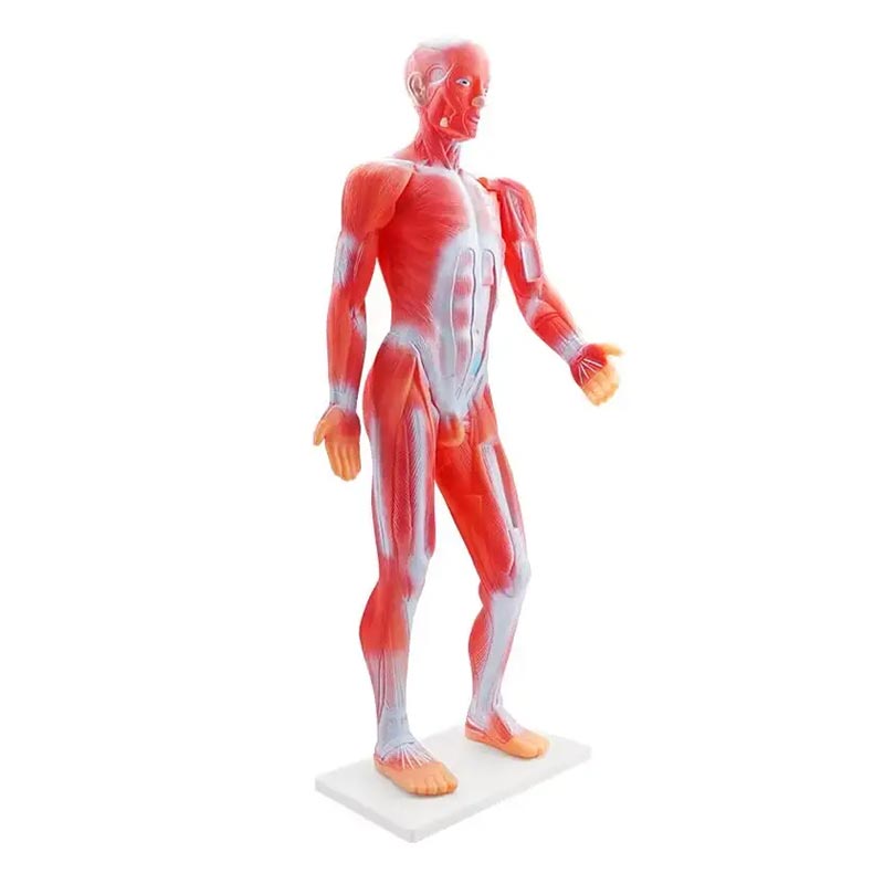 Gelsonlab Muscular system model