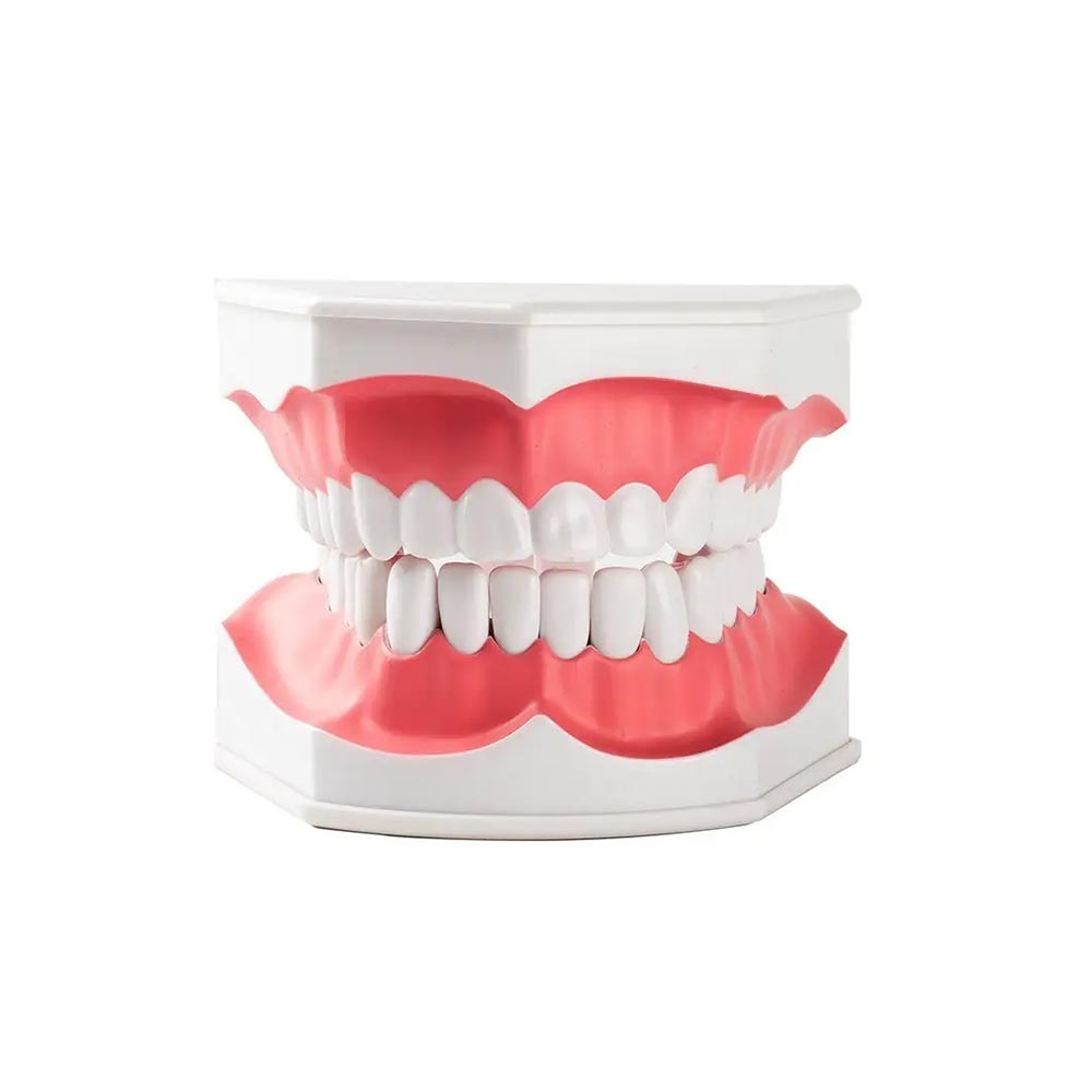 Gelsonlab Model of a mouth