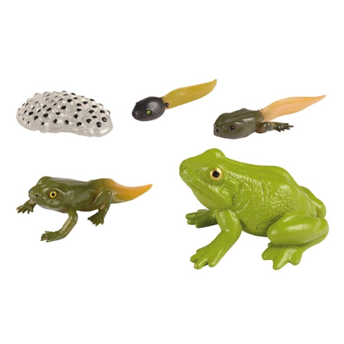 Life cycle Eduplay Frog Life Cycle