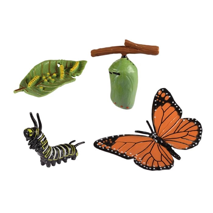 Life cycle Eduplay Butterfly Life Cycle