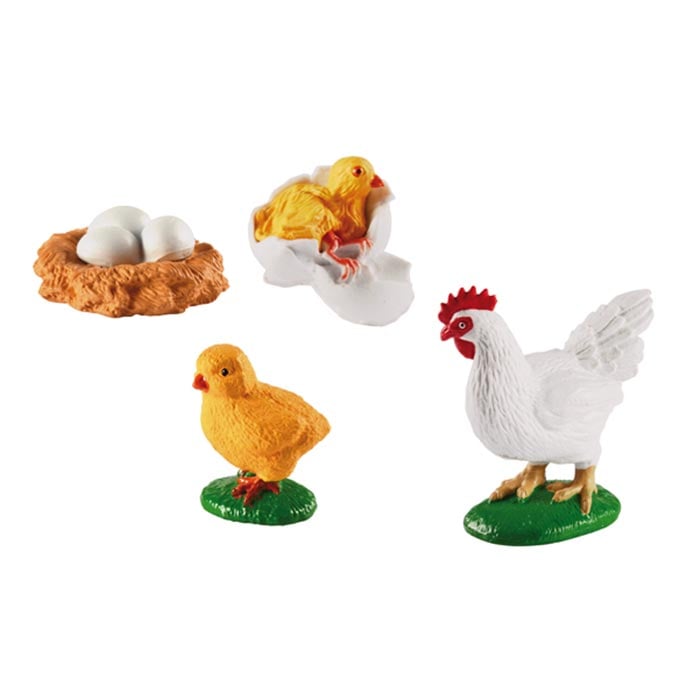 Life cycle Eduplay Chicken Life Cycle