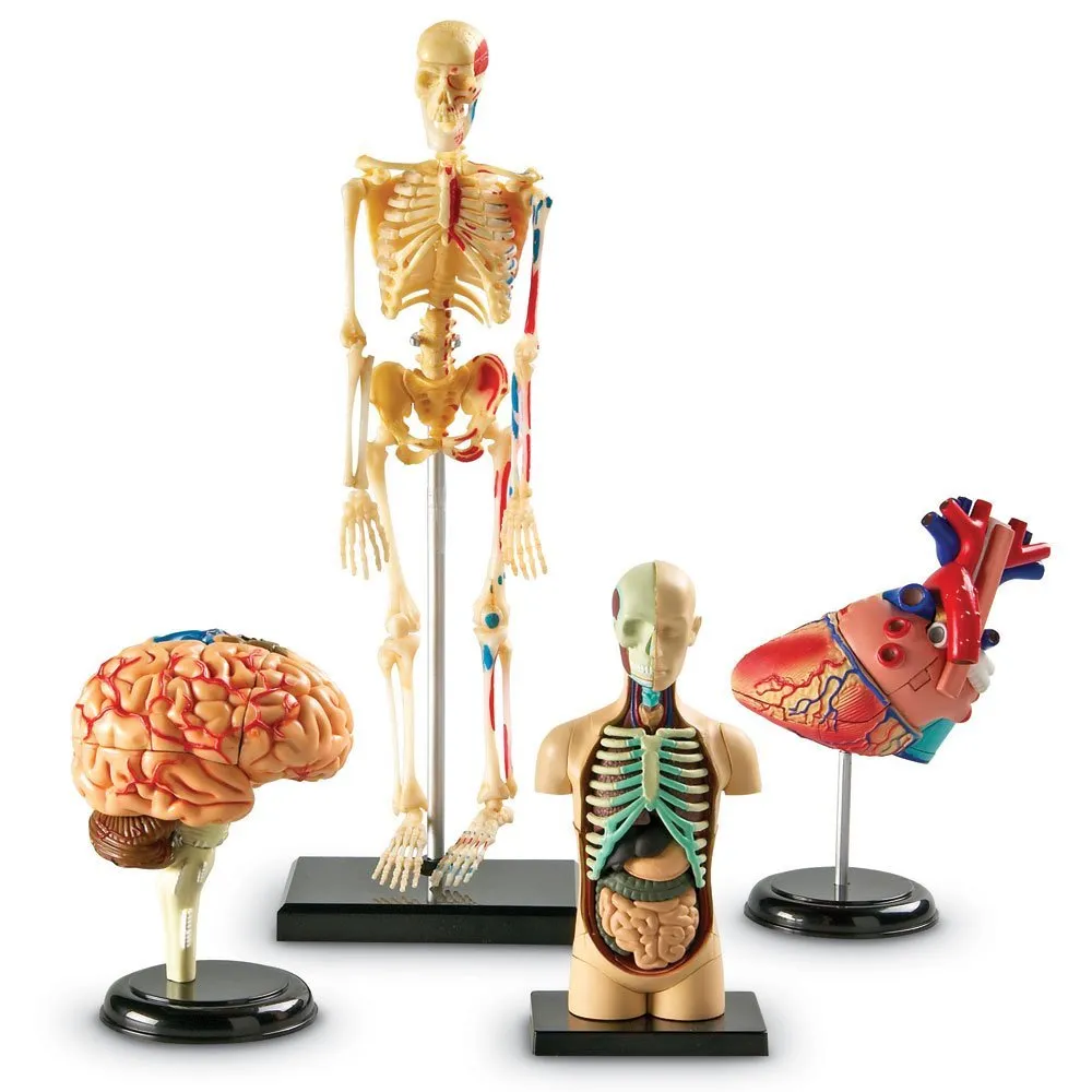 Learning Resources Set of anatomical models, 4 pieces