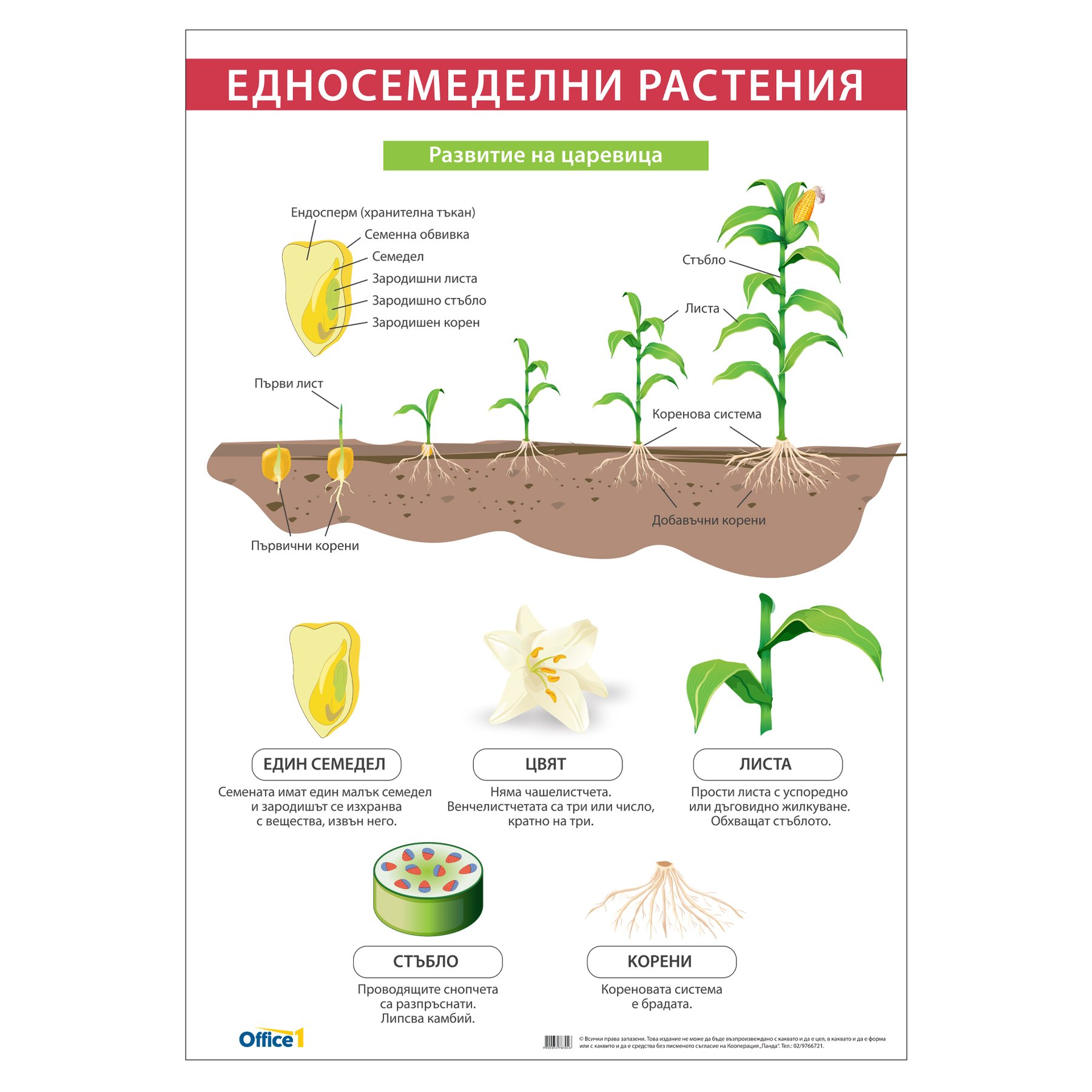 Office 1 Educational chart "Monocotyledonous plants", 70 x 100 cm