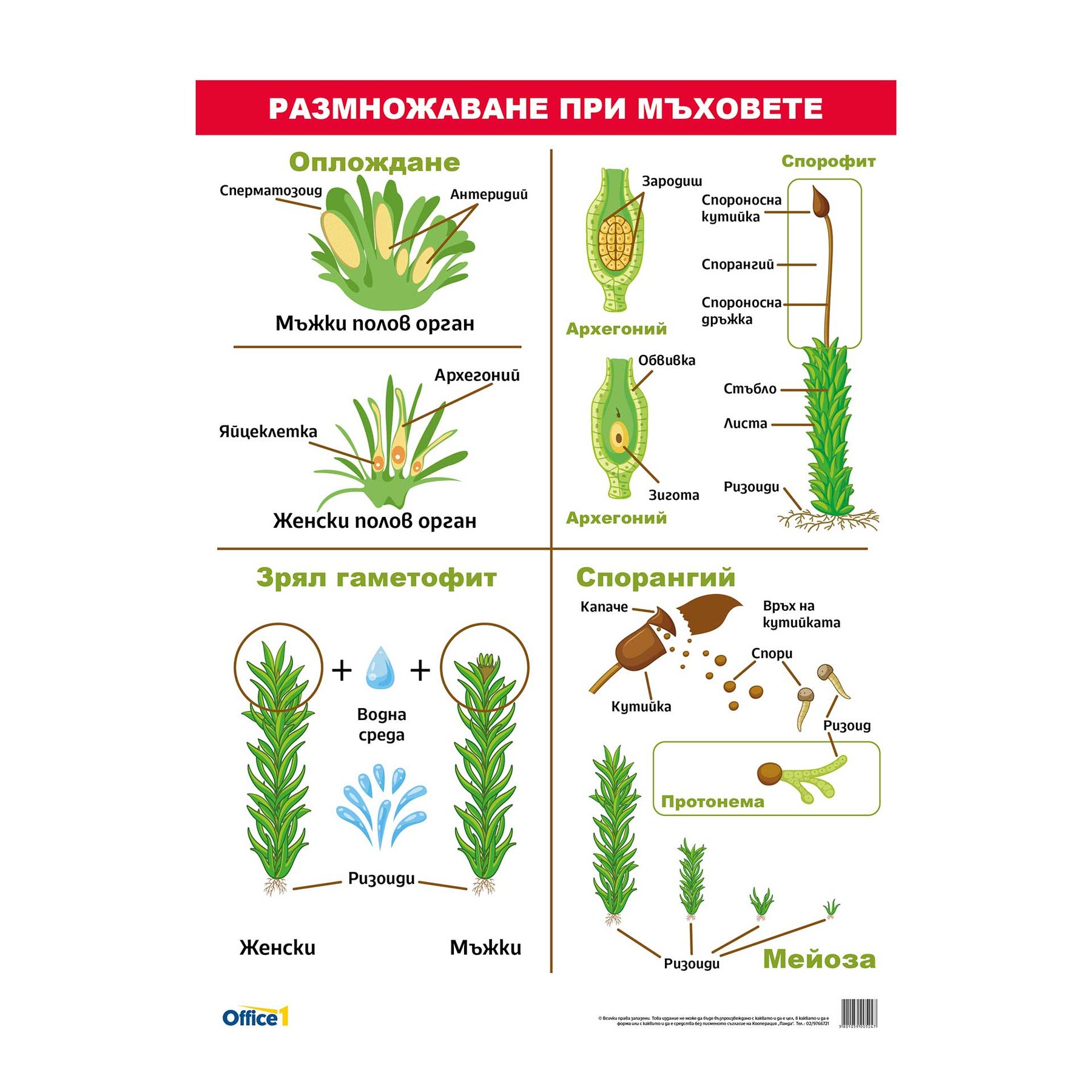 Office 1 Educational Board ''Reproduction in Mosses'', 70 x 100 cm