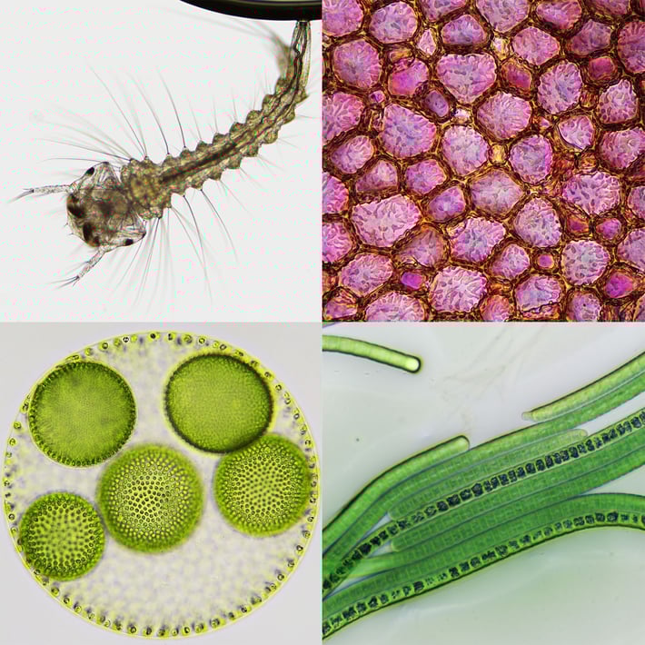 Bresser Microscope Infinity, 40x