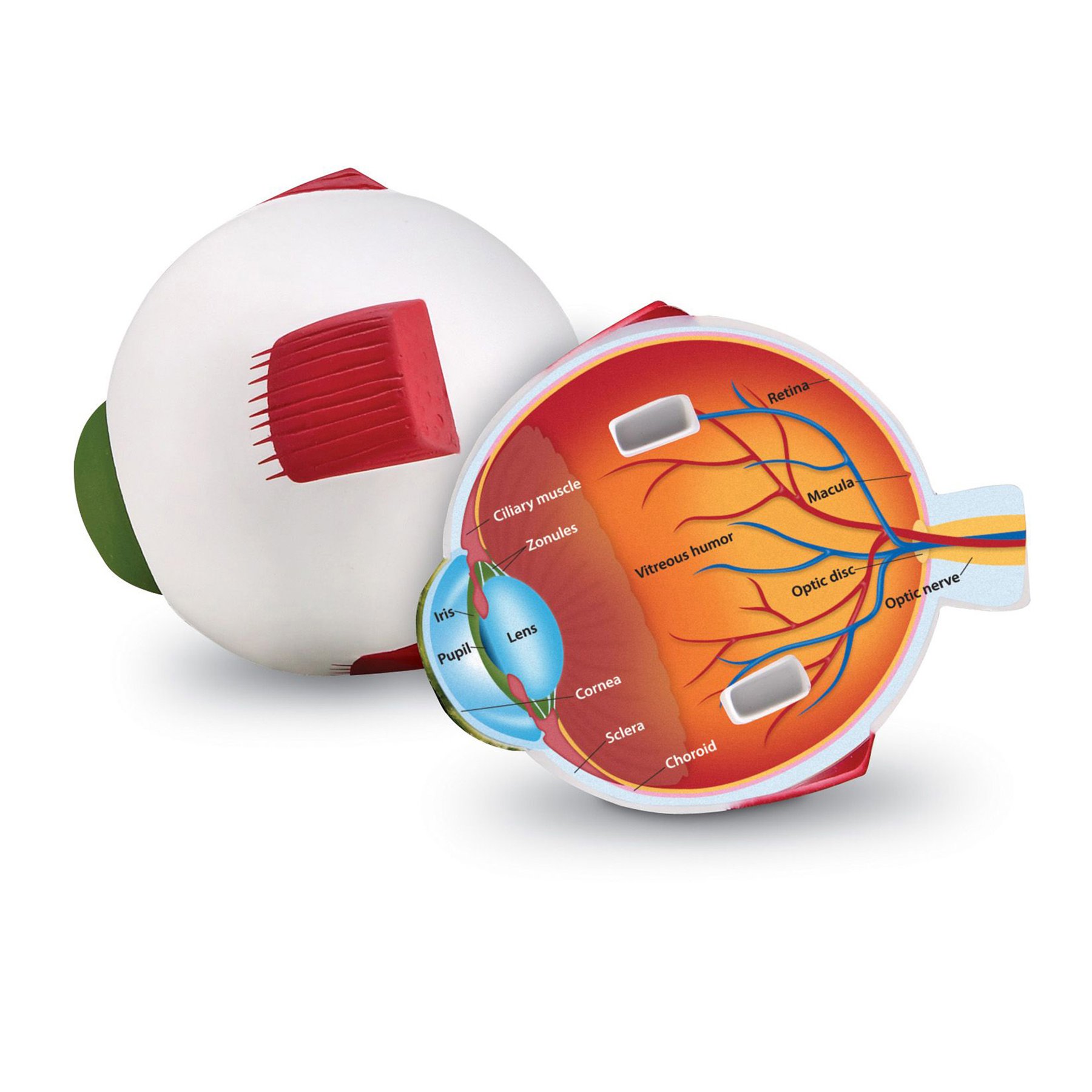 Learning Resources Eye cross-section model