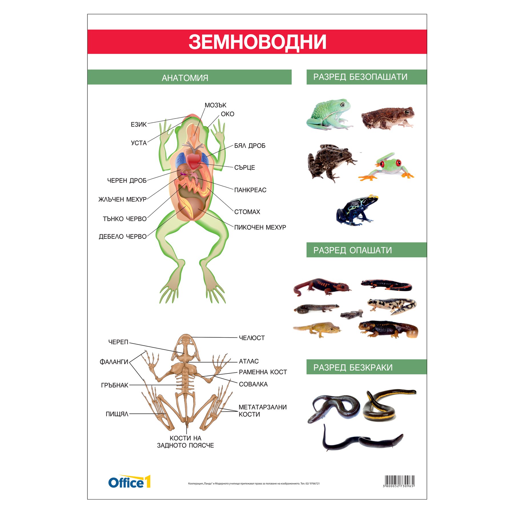 Office 1 Educational Poster “Amphibians”, 70 x 100 cm