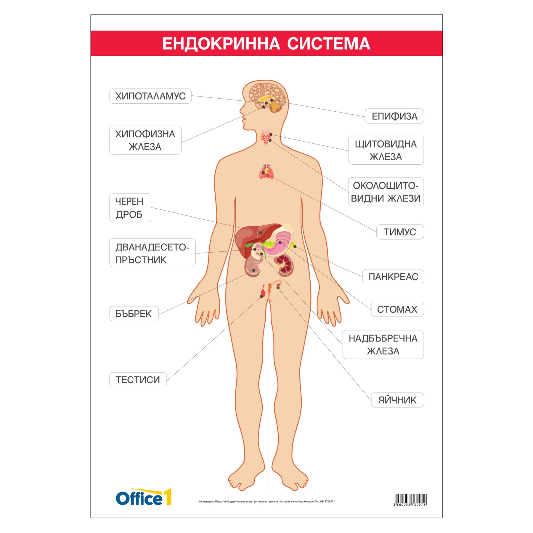 Office 1 Educational Board “Endocrine System”, 70 x