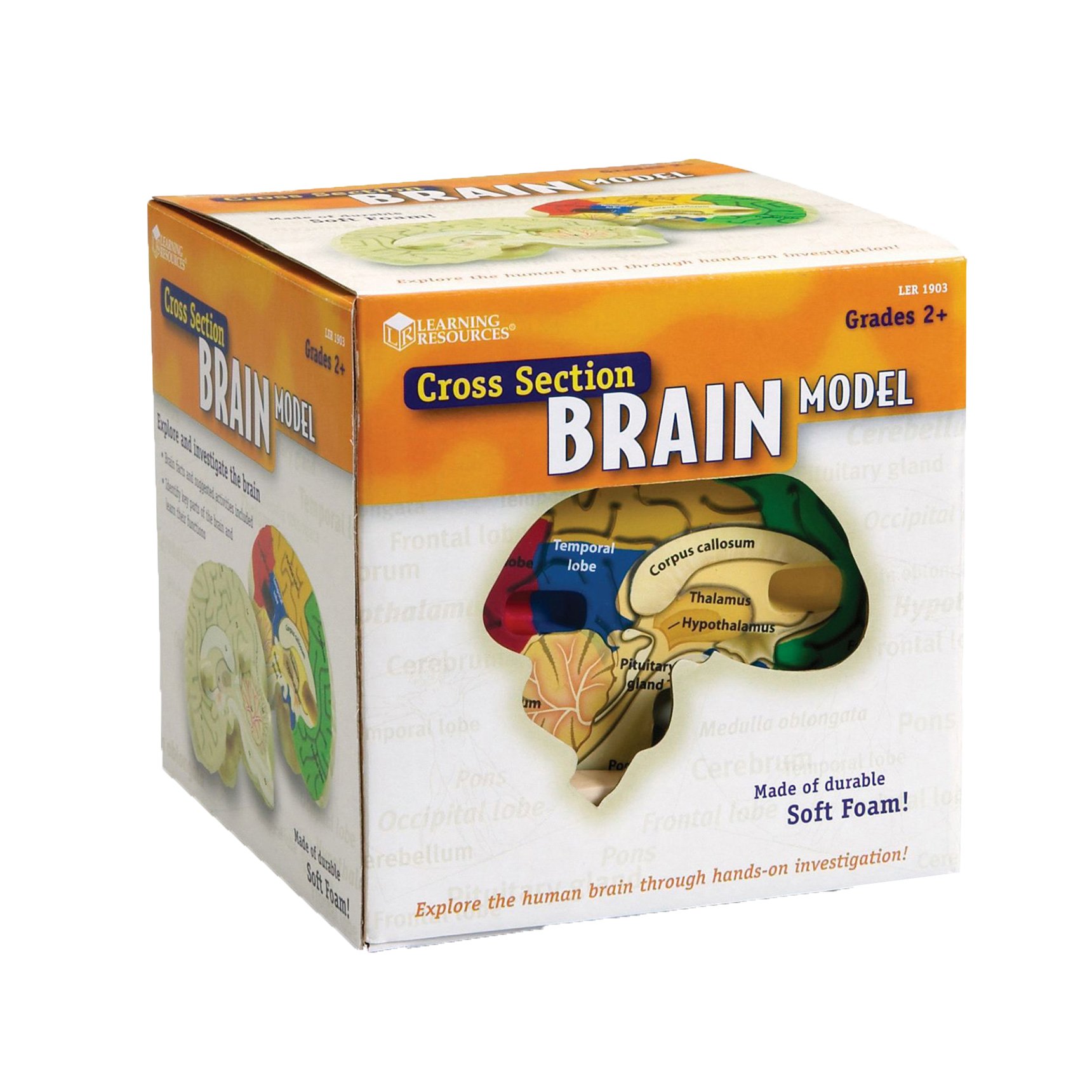 Learning Resources Brain cross-section model