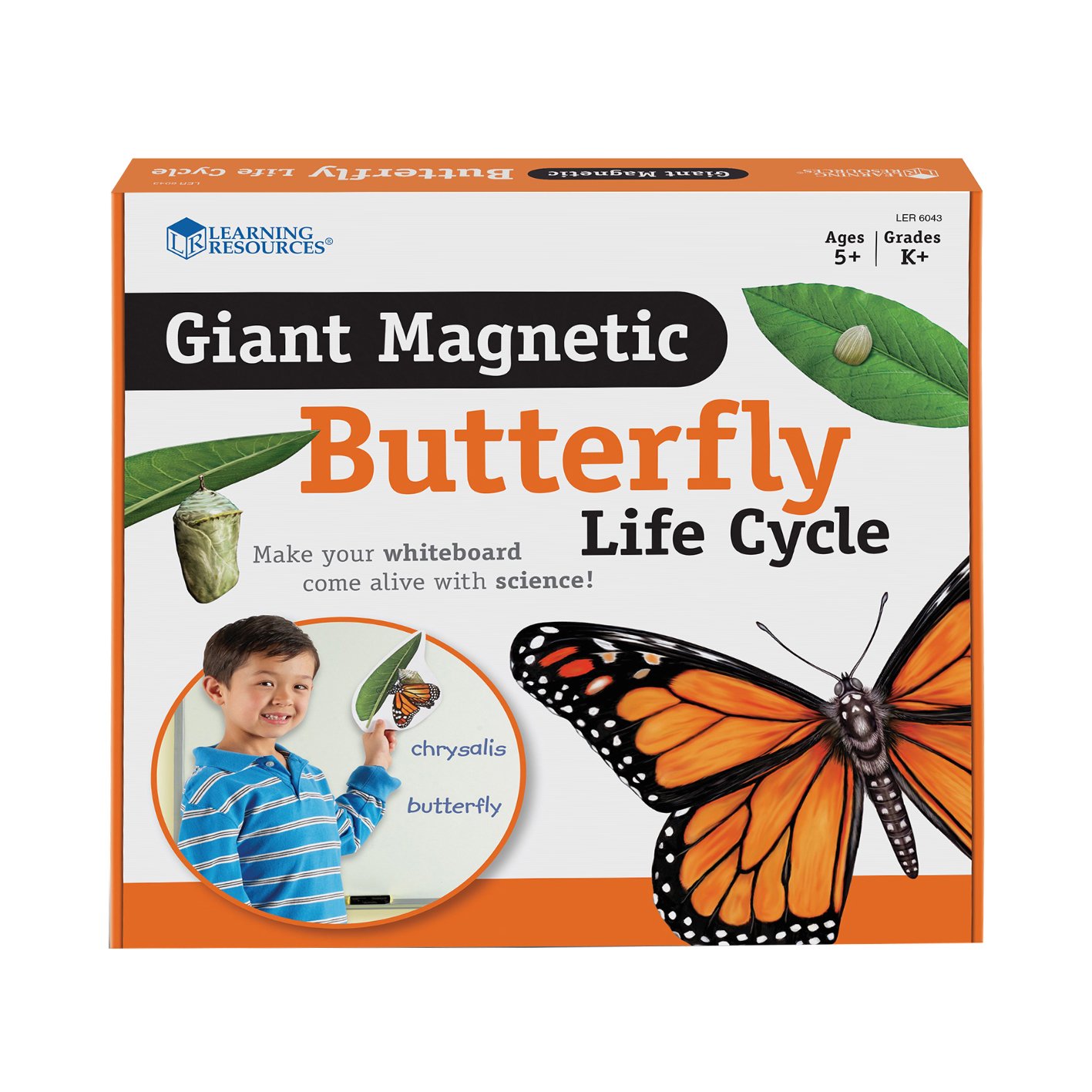 Learning Resources Magnetic set Life cycle of a butterfly