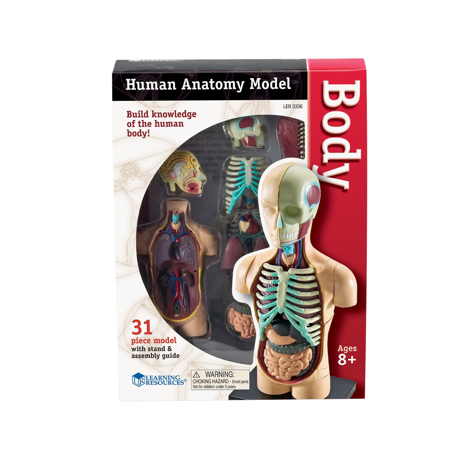 Learning Resources Mini Torso 11 cm