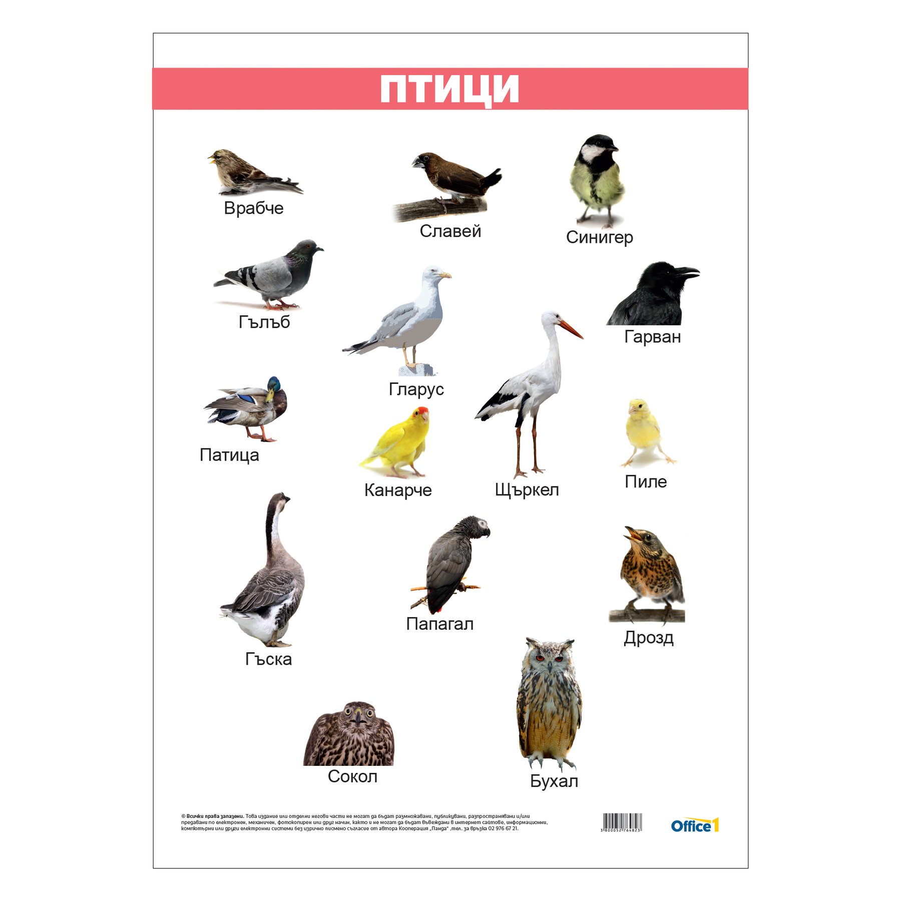 Office 1 School chart "Birds", laminated, 50 x 70 cm