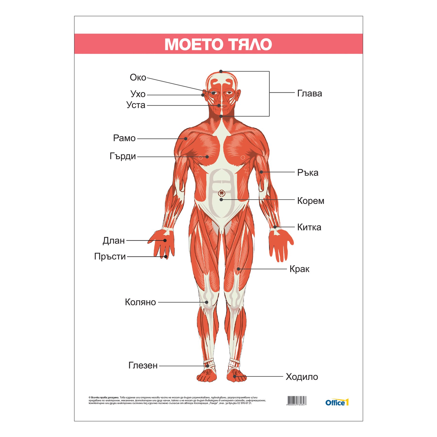 Office 1 Educational Poster “My Body”, laminated, 50 x 70 cm