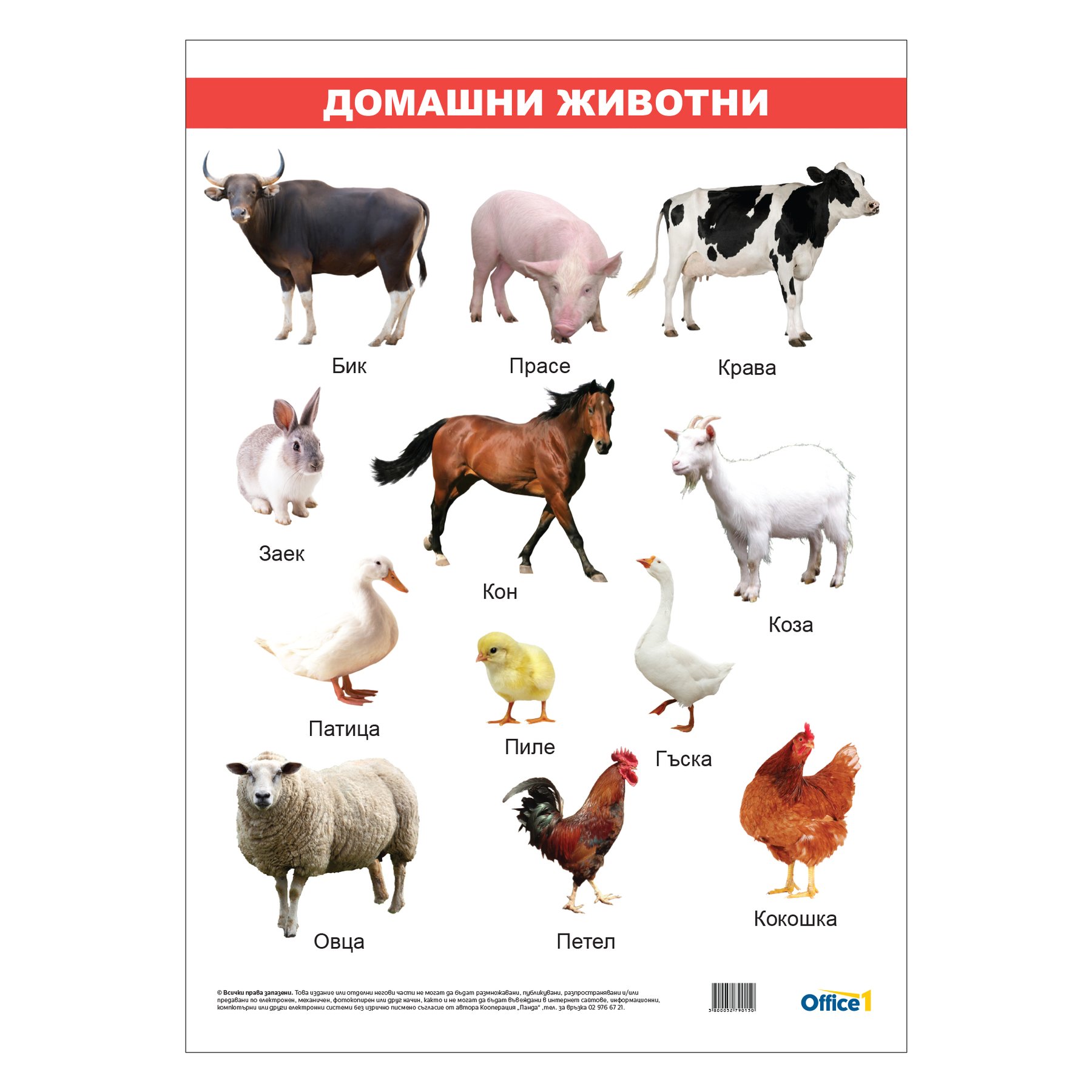 Office 1 Educational poster ''Domestic animals'', laminated, 50 x 70 cm, model 2