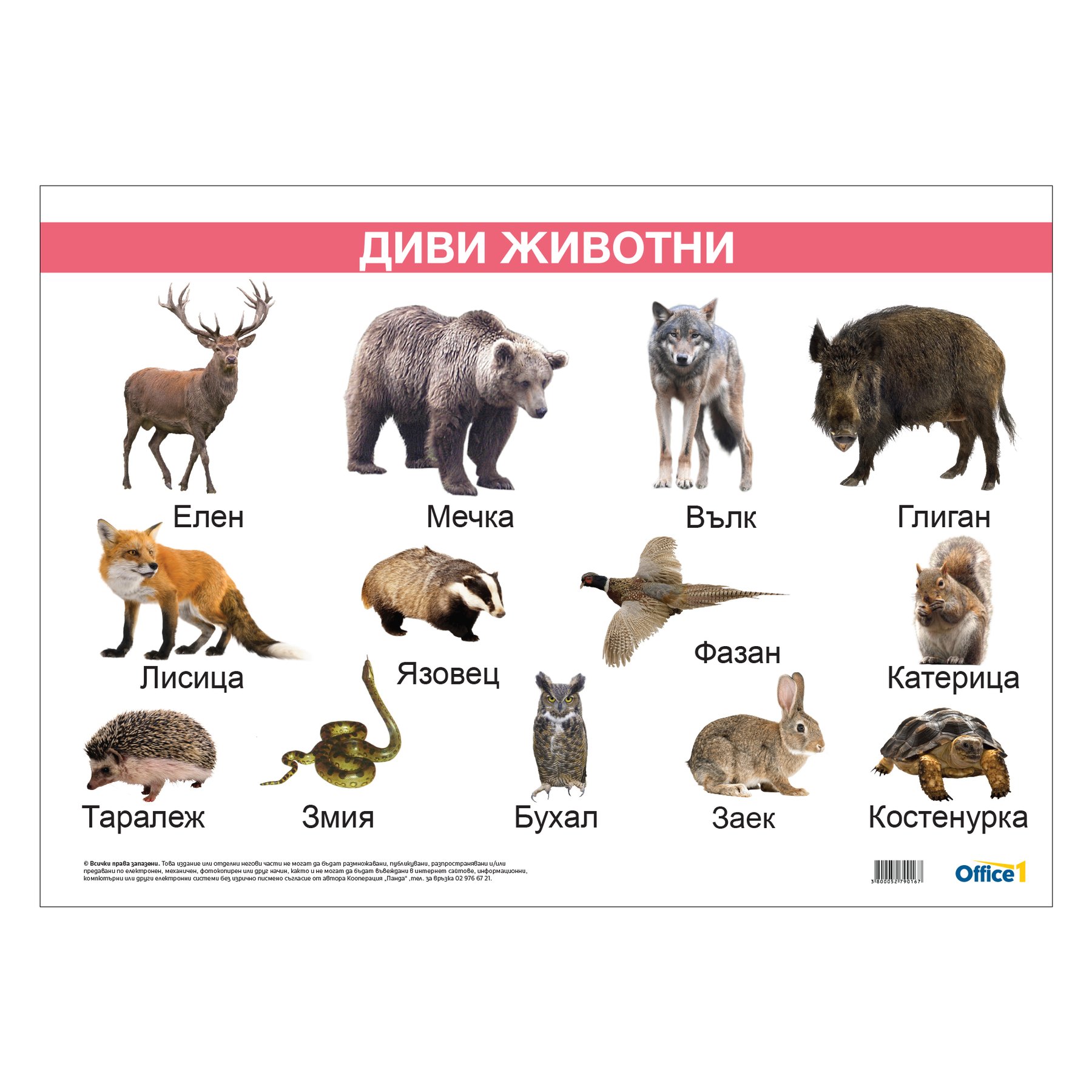 Office 1 Educational poster "Wild animals", laminated, 50 x 70 cm, model 2