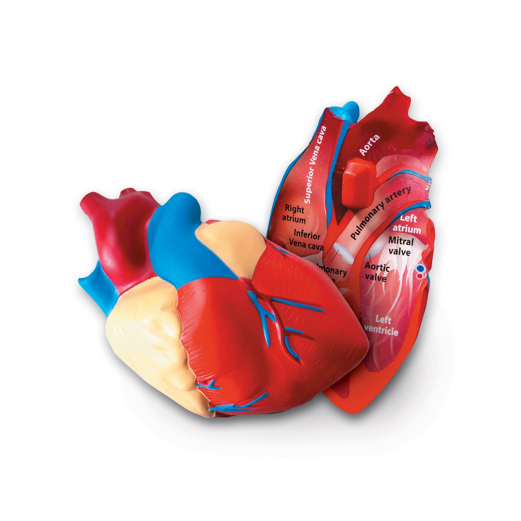 Learning Resources Cross-Section Heart Model
