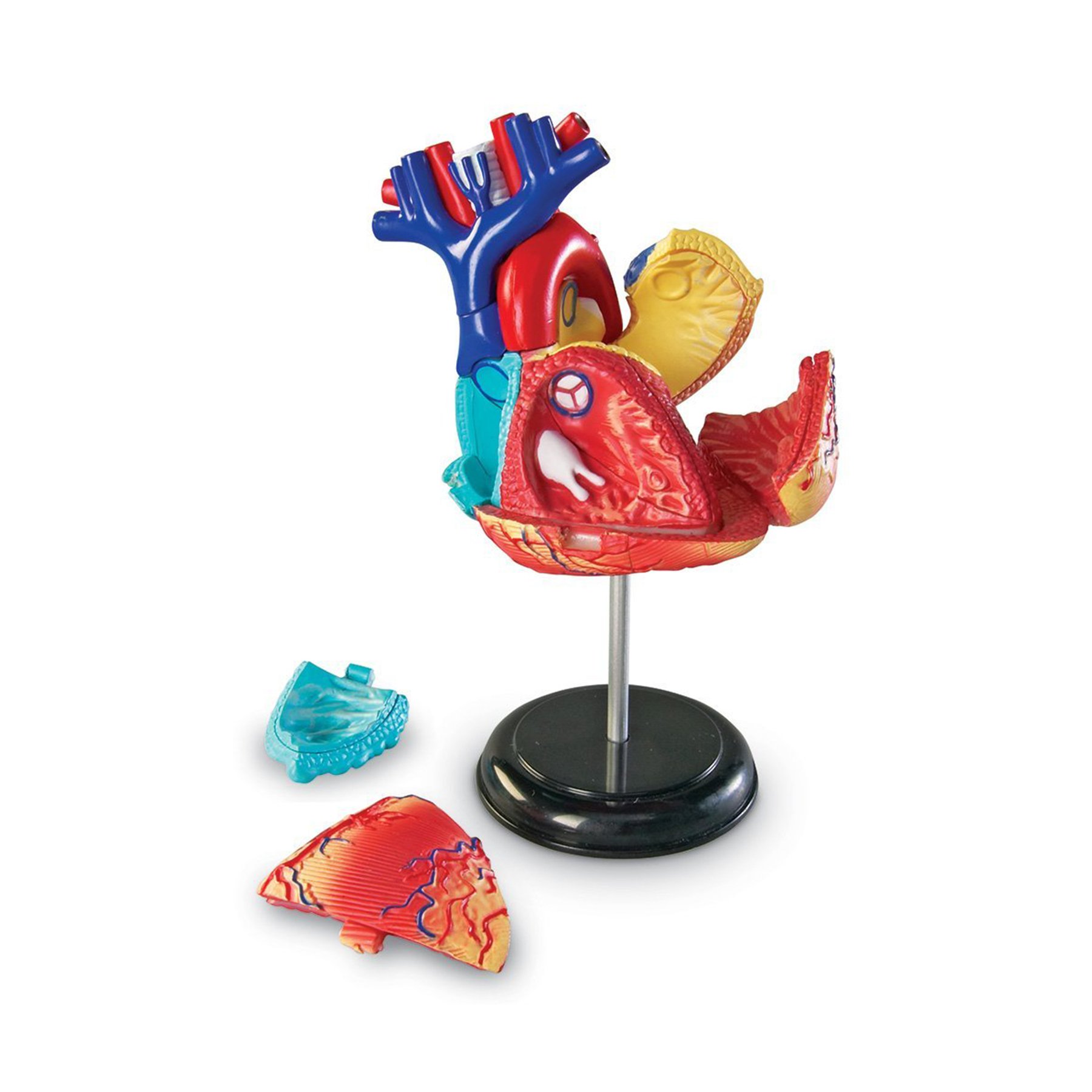 Learning Resources Anatomical heart model